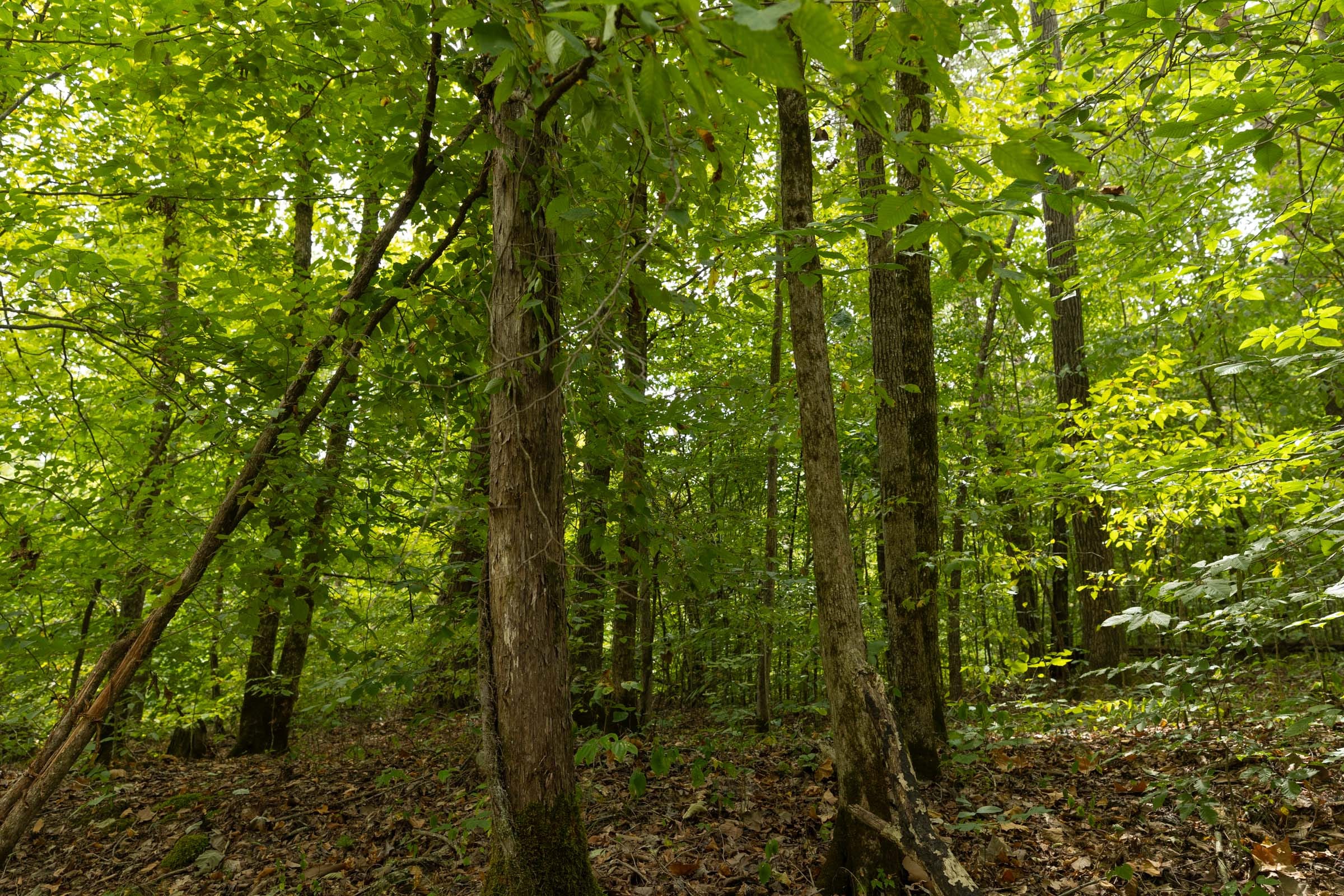 Big White Oak Tract 141 photo 6