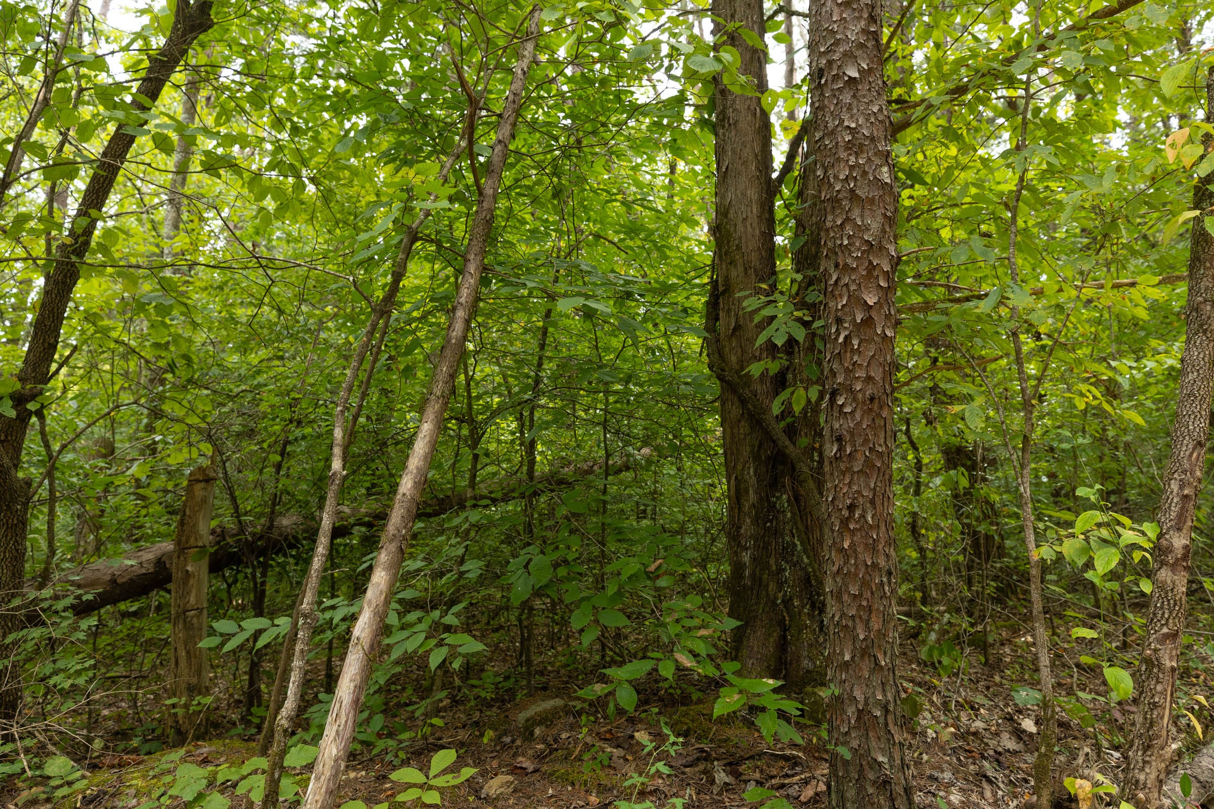 Big White Oak Tract 141 photo 3