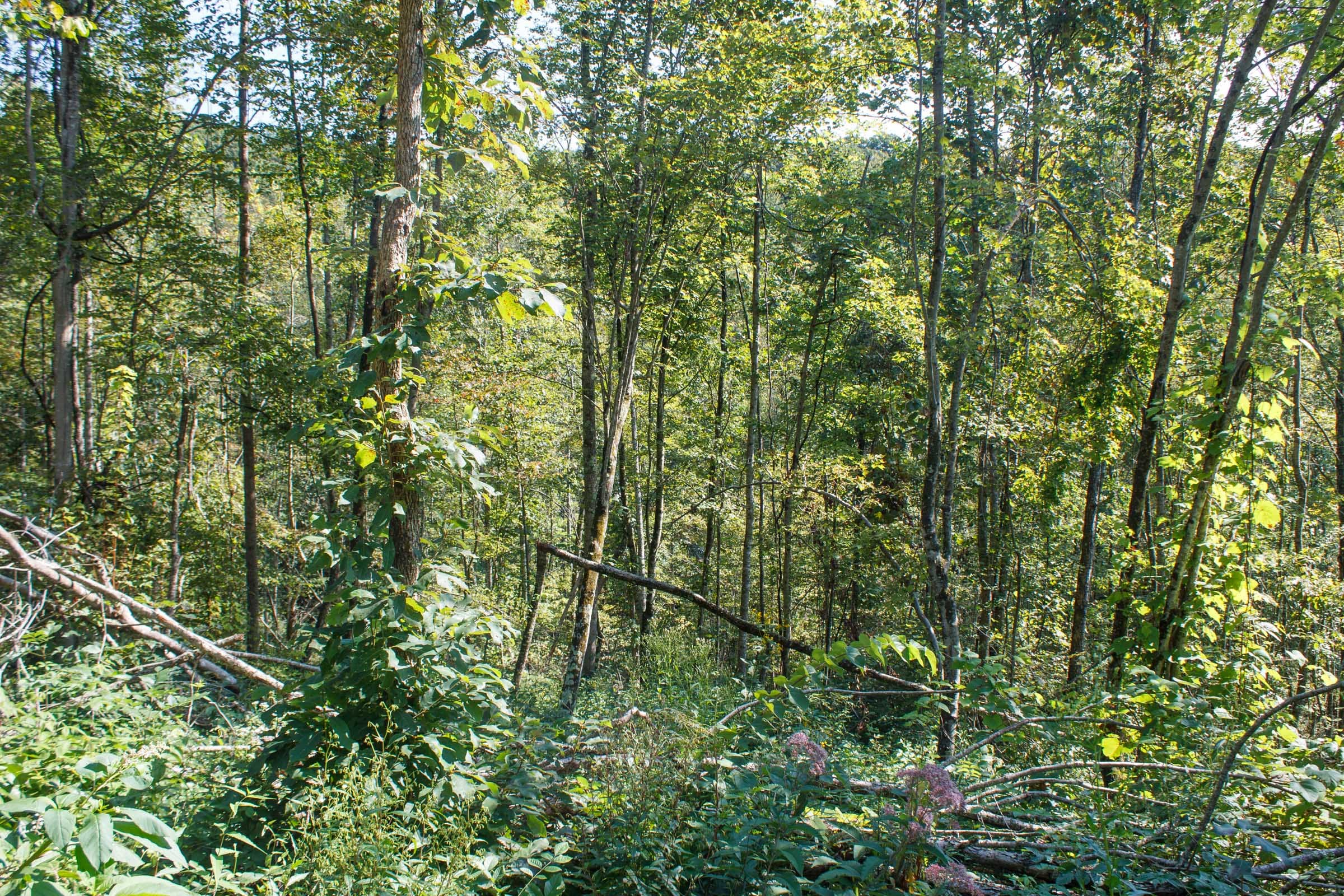 Wounded Oak Tract 12 photo 2