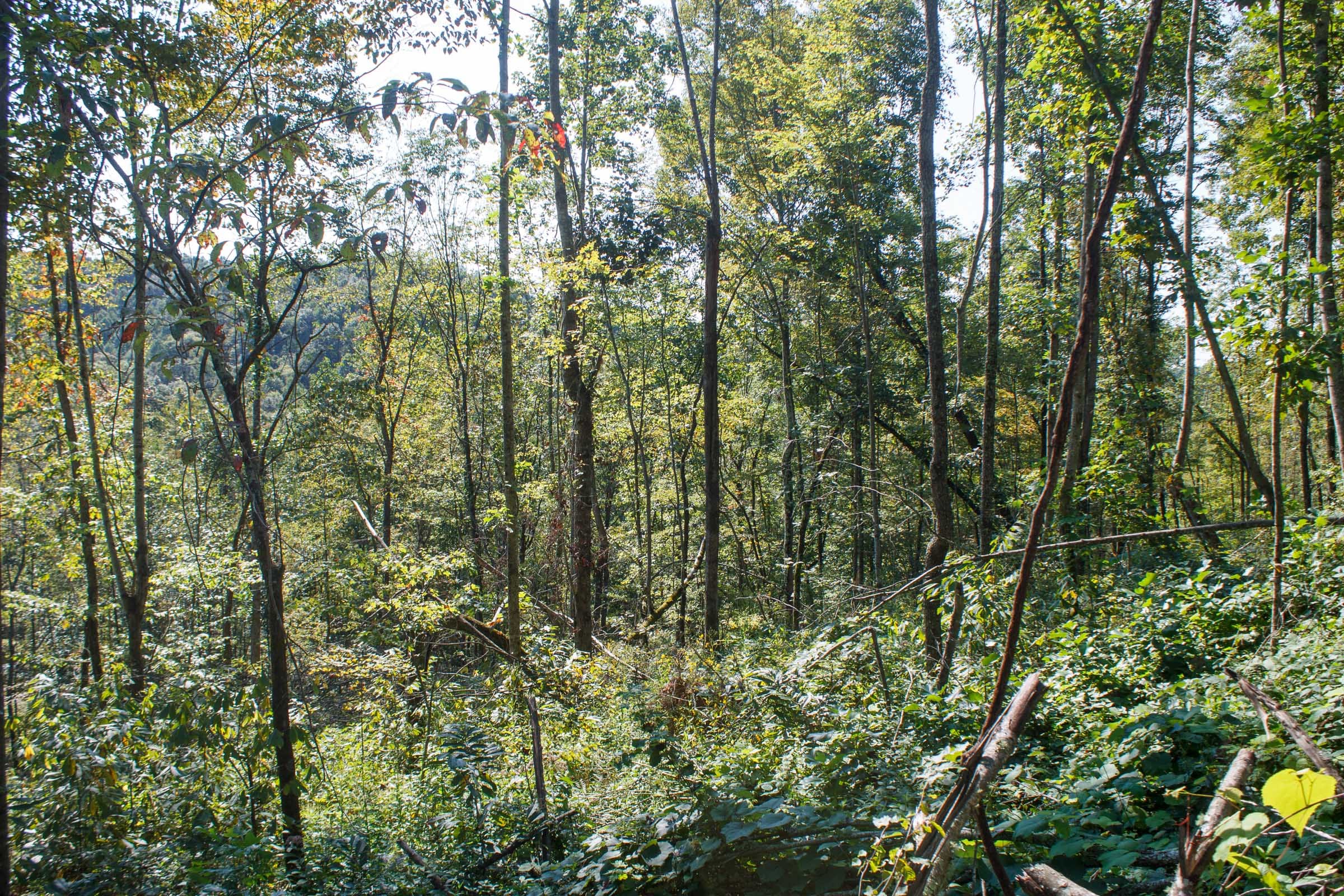 Wounded Oak Tract 12 photo 3