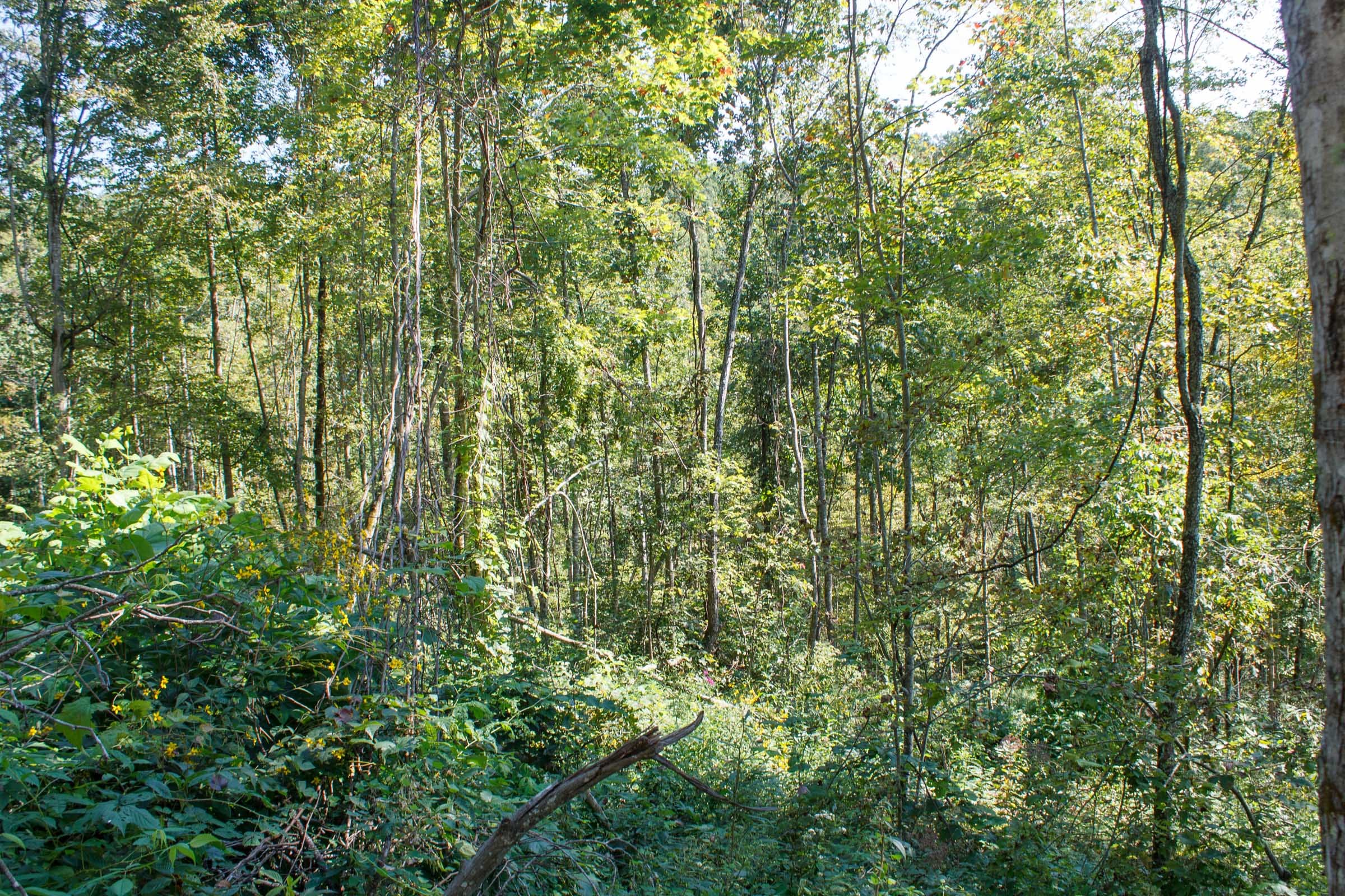 Wounded Oak Tract 12 photo 4