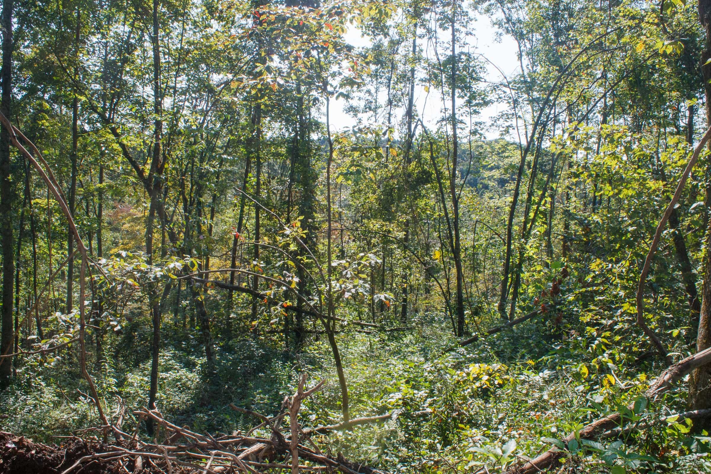 Wounded Oak Tract 12 photo 5