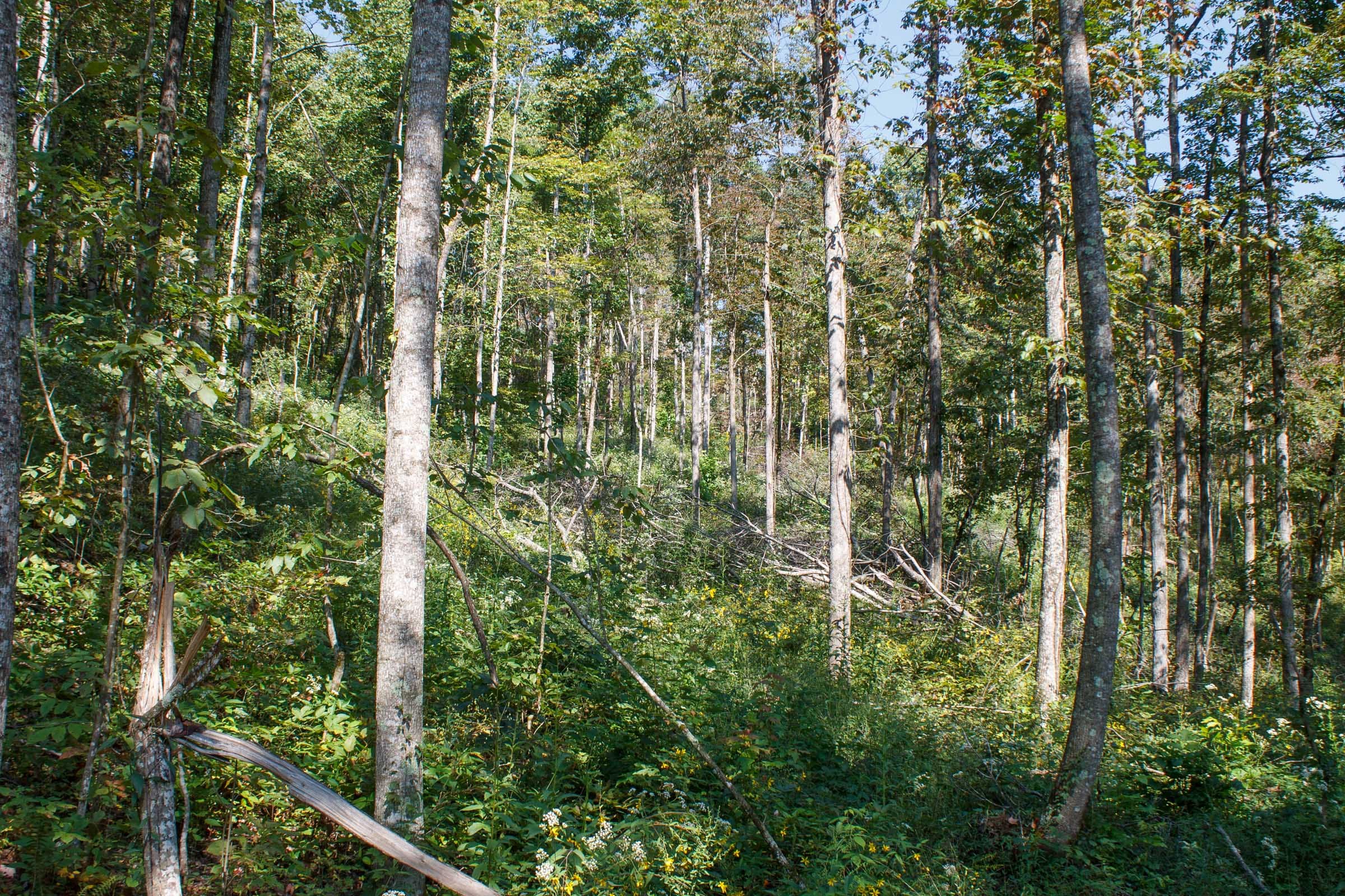 Wounded Oak Tract 12 photo 7