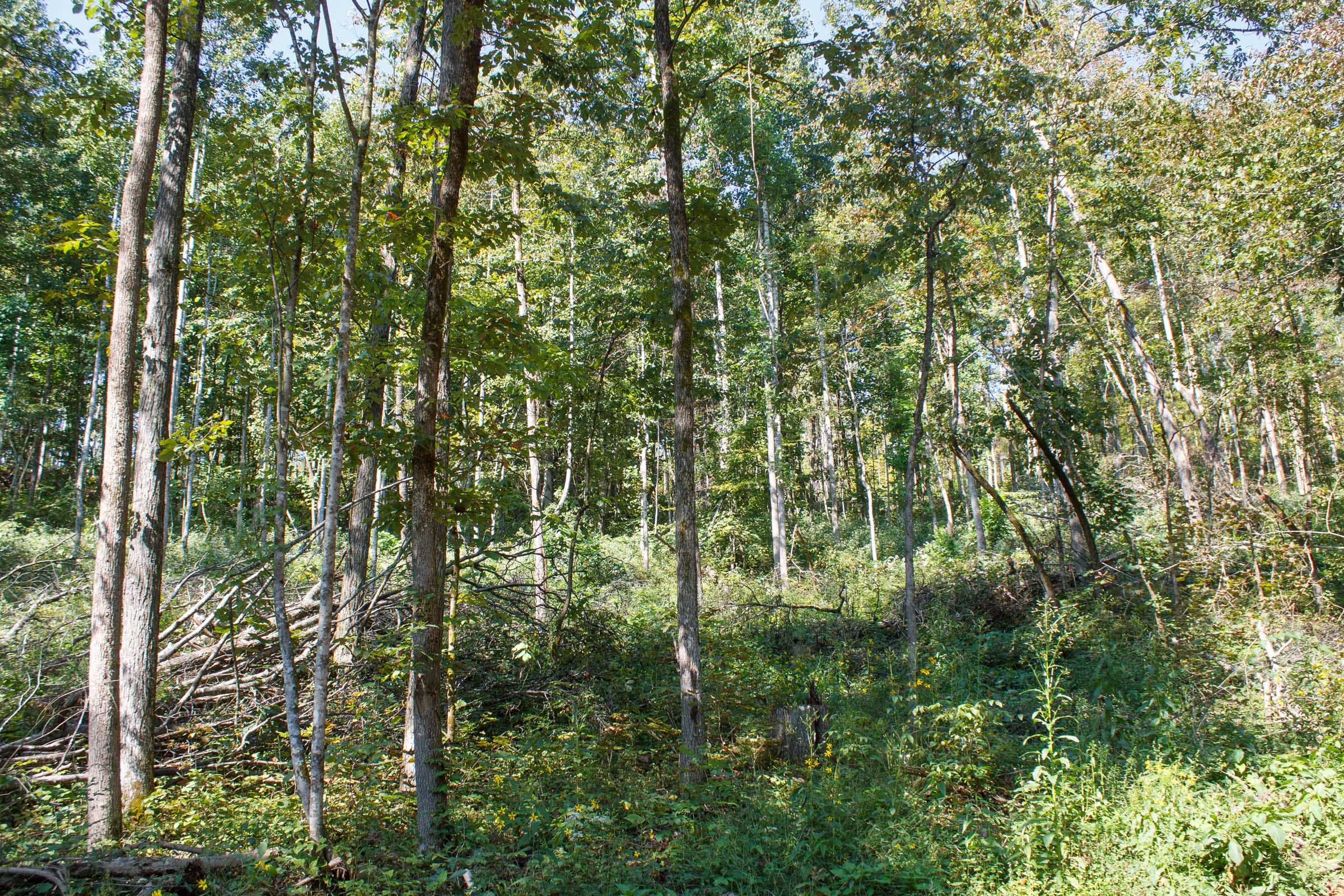 Wounded Oak Tract 12 photo 8