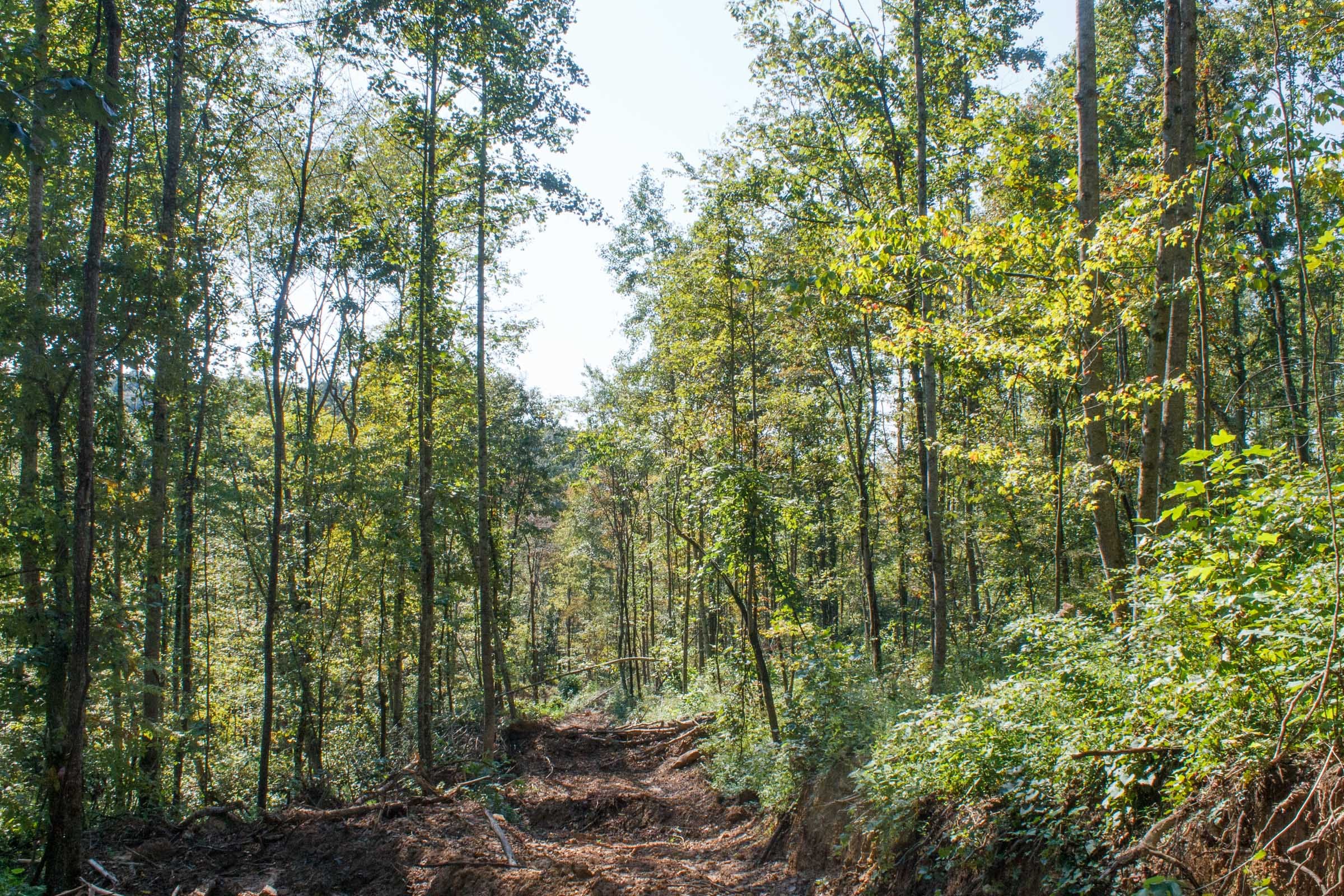 Wounded Oak Tract 12 photo 9