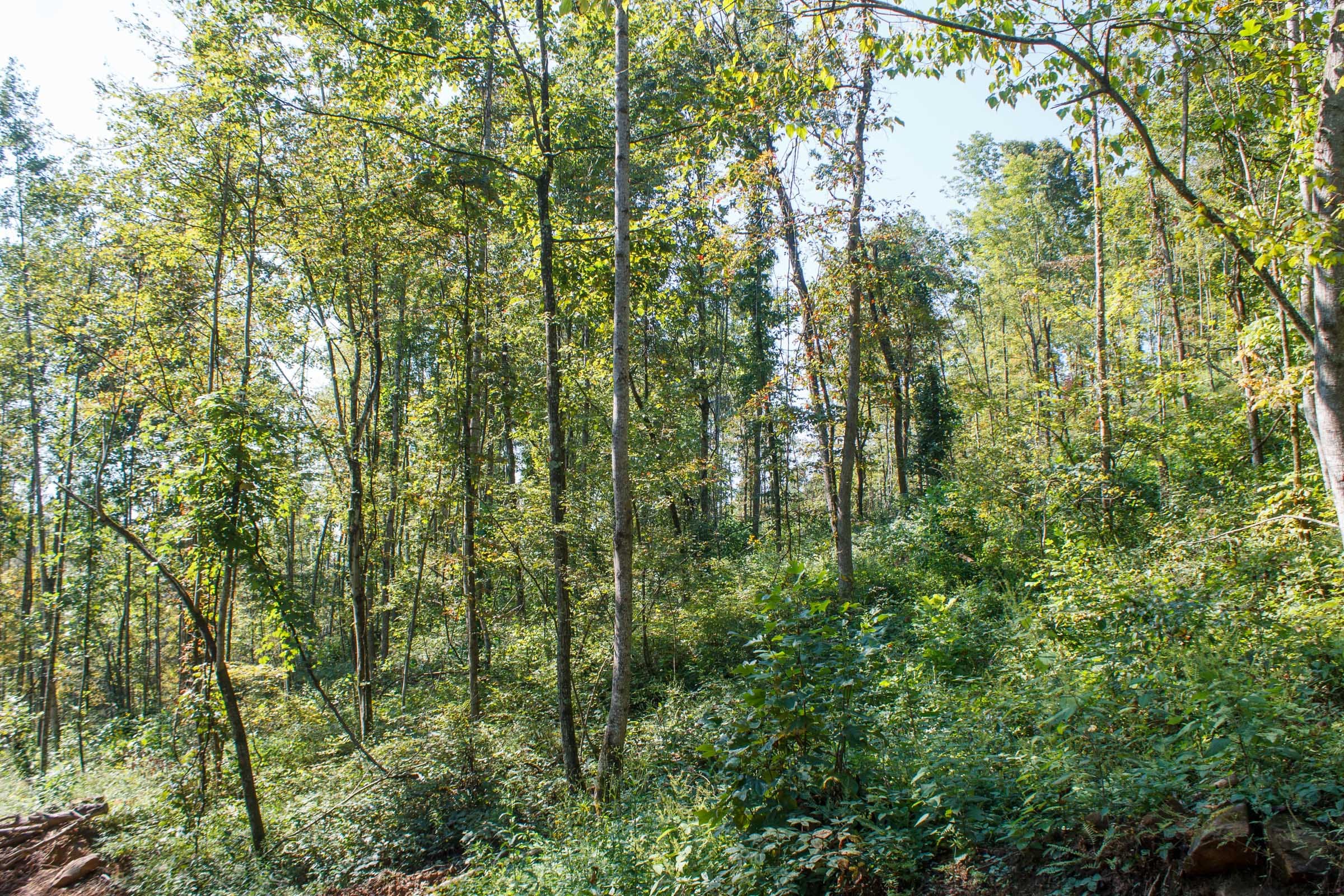 Wounded Oak Tract 12 photo 10