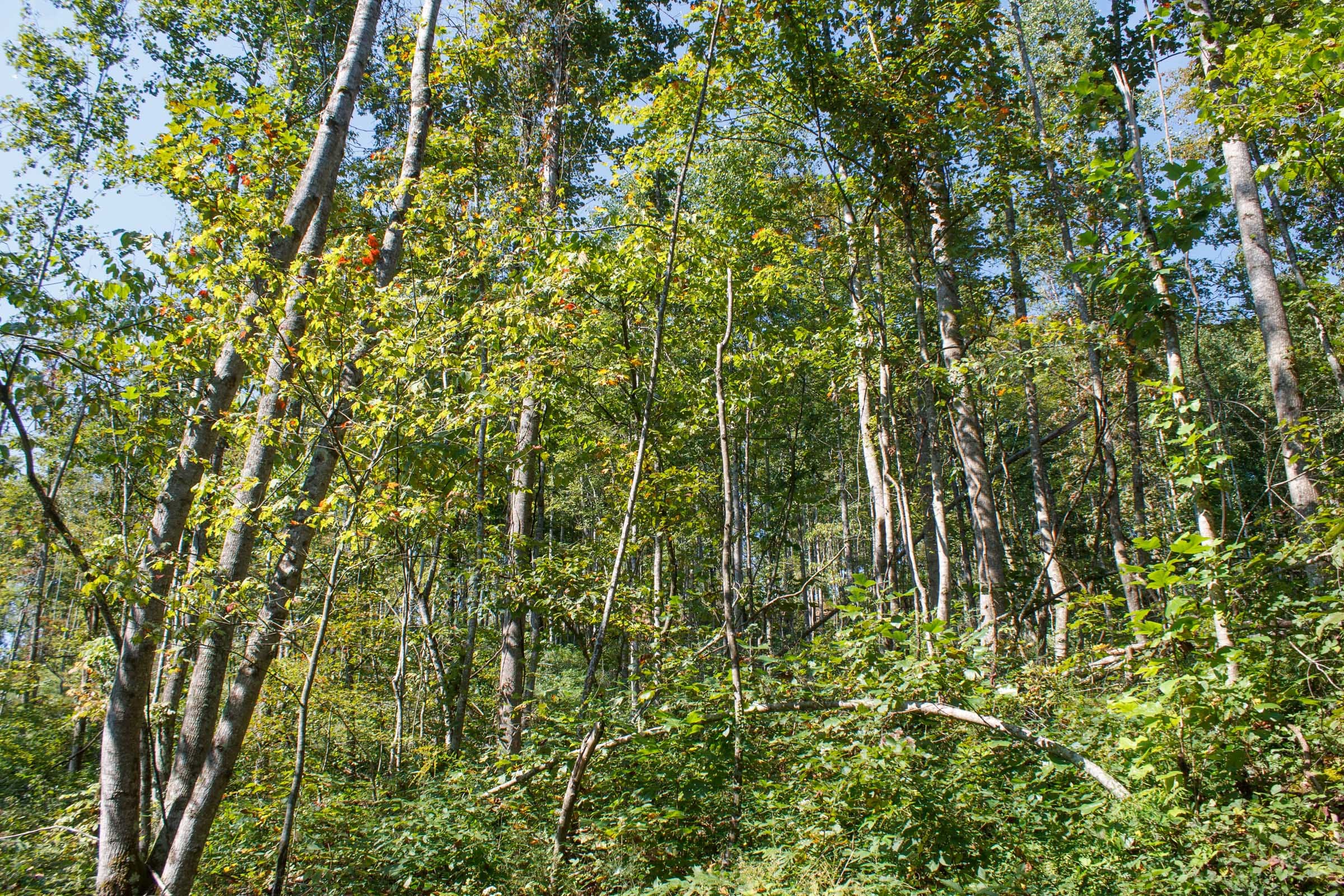 Wounded Oak Tract 12 photo 11