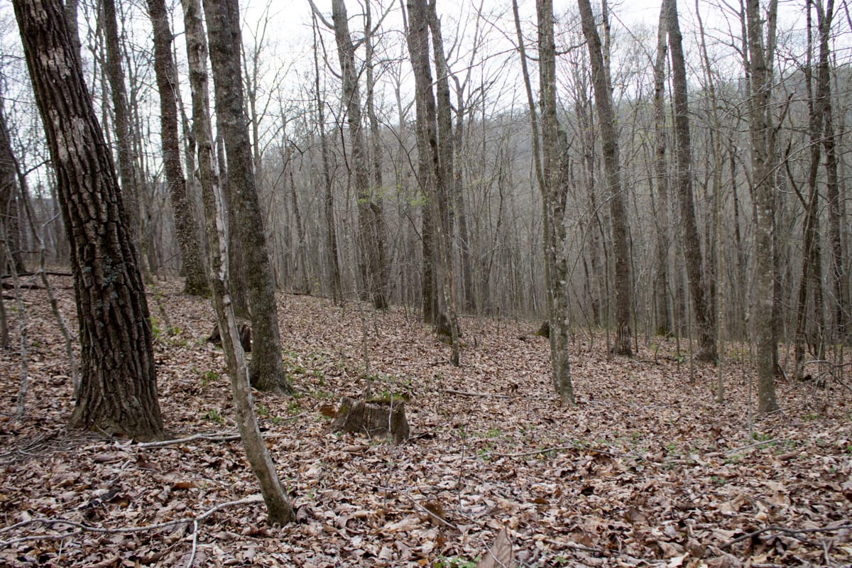 Chestnut Oak Ridge Tract 12 photo 3