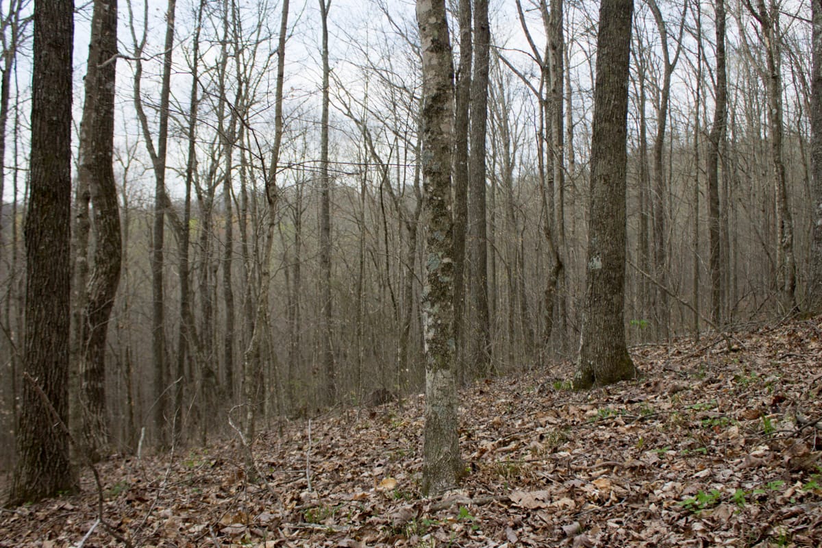 Chestnut Oak Ridge Tract 12 photo 4