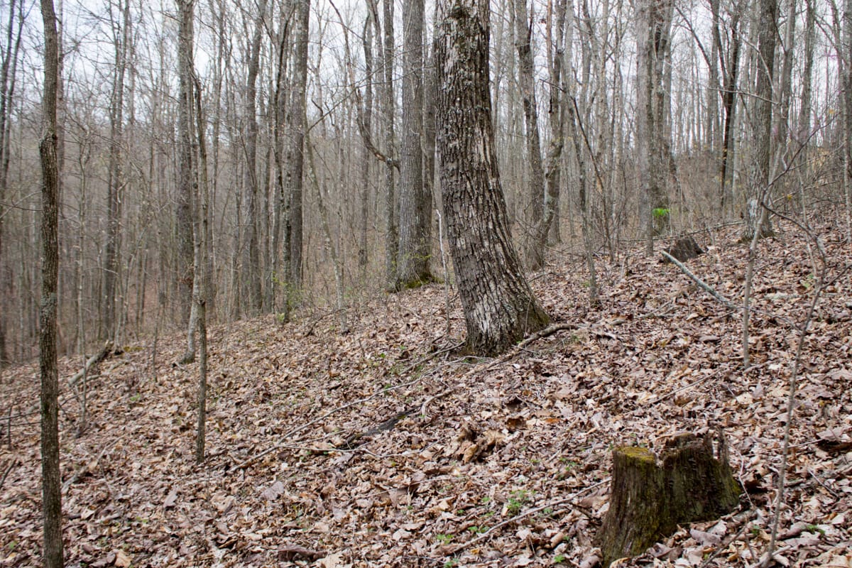 Chestnut Oak Ridge Tract 12 photo 5
