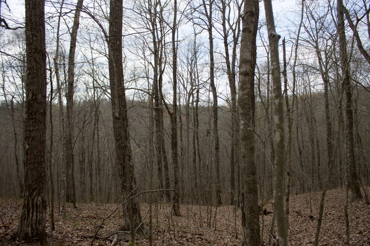 Chestnut Oak Ridge Tract 12 photo 6