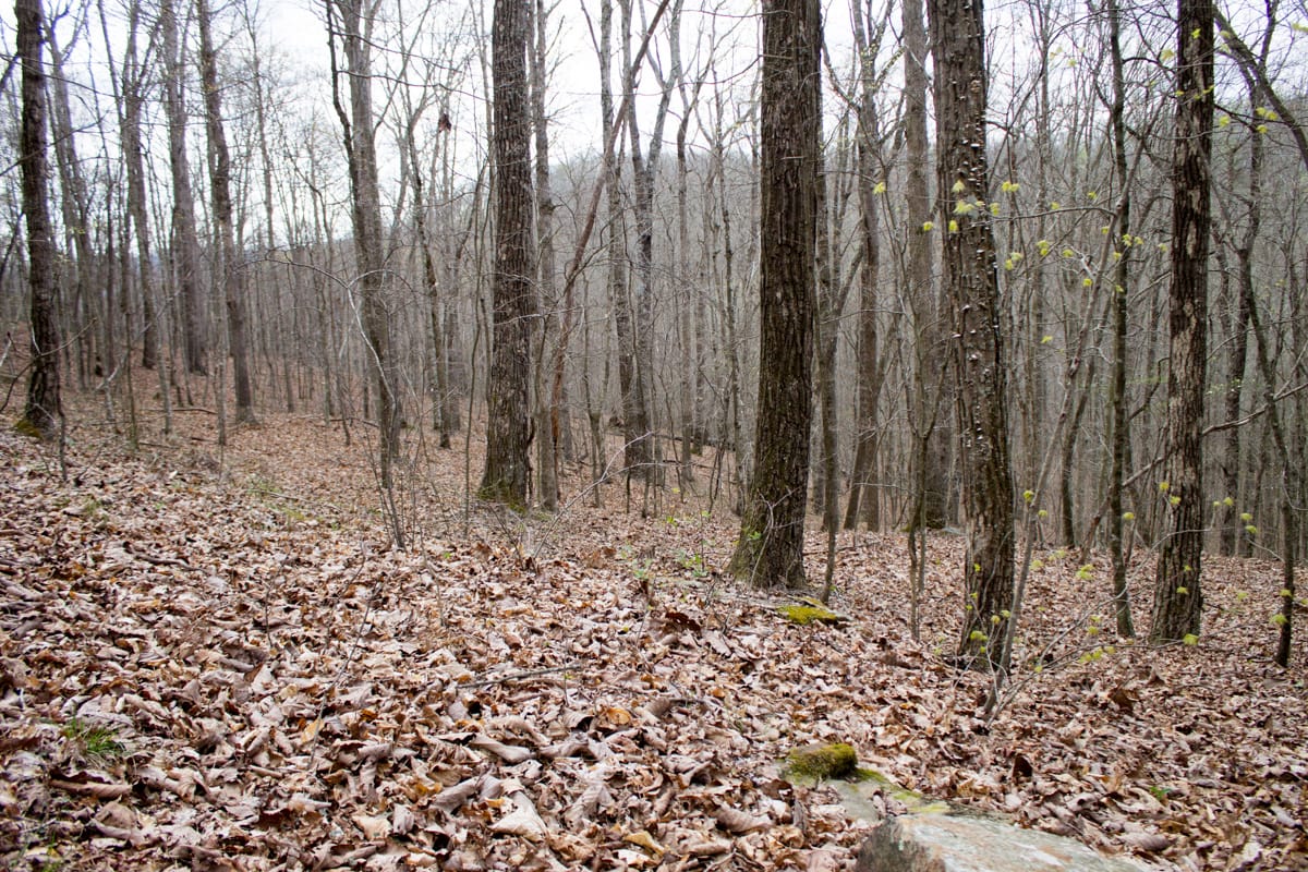 Chestnut Oak Ridge Tract 12 photo 7