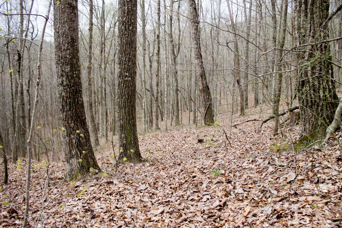 Chestnut Oak Ridge Tract 12 photo 8