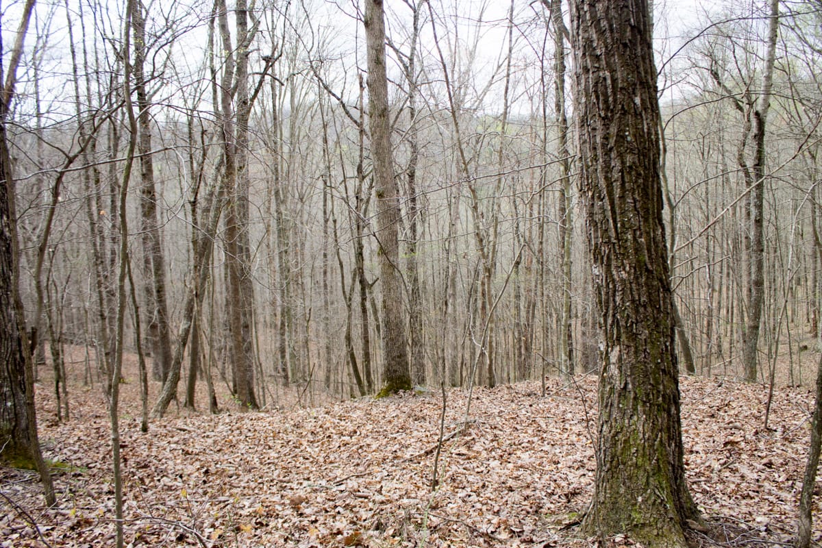 Chestnut Oak Ridge Tract 12 photo 9