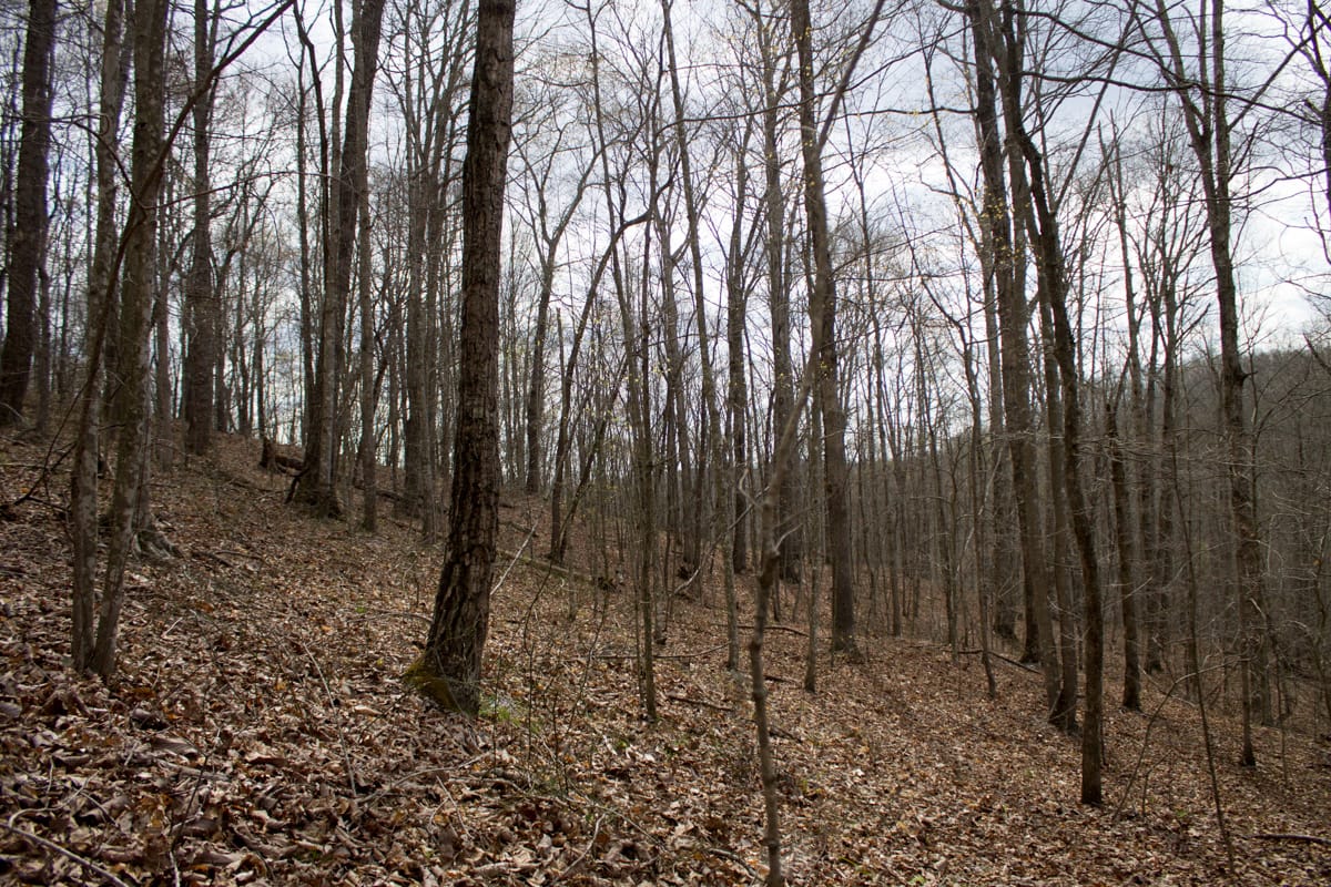 Chestnut Oak Ridge Tract 12 photo 10
