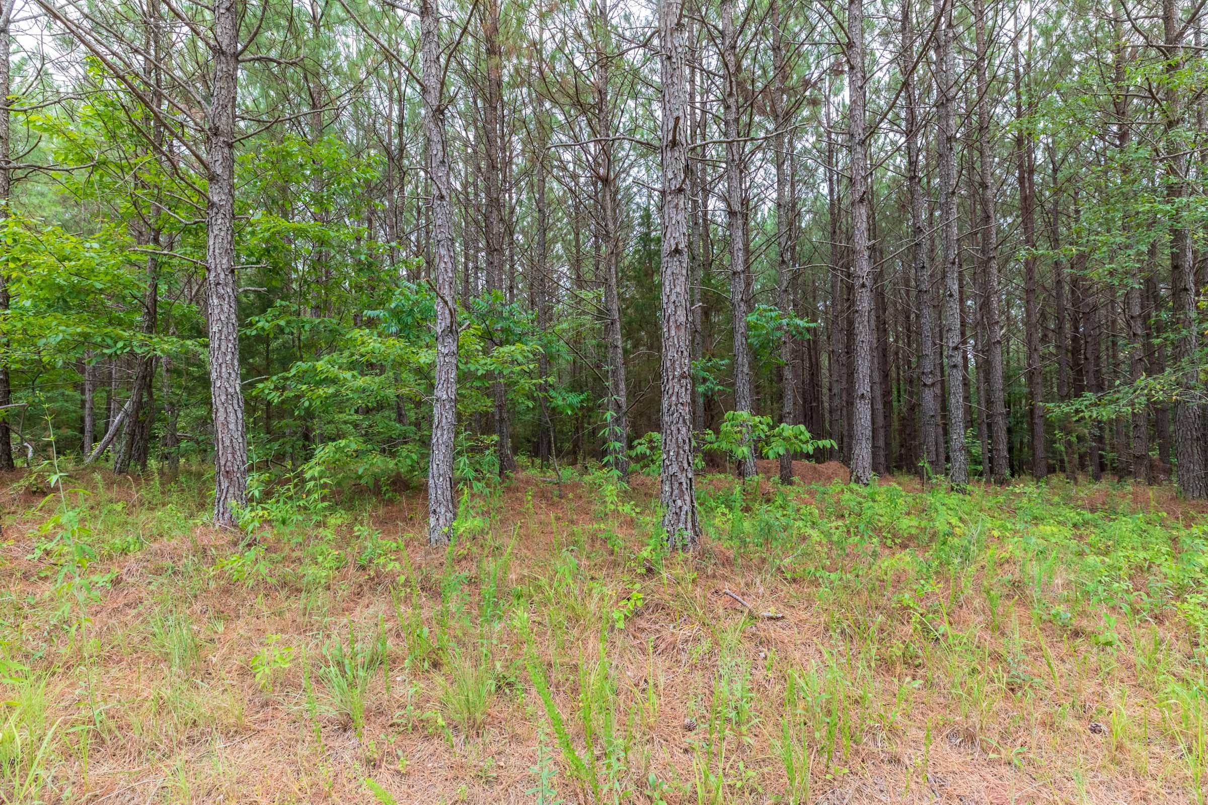 Whiskey Ridge Tract 35 photo 1