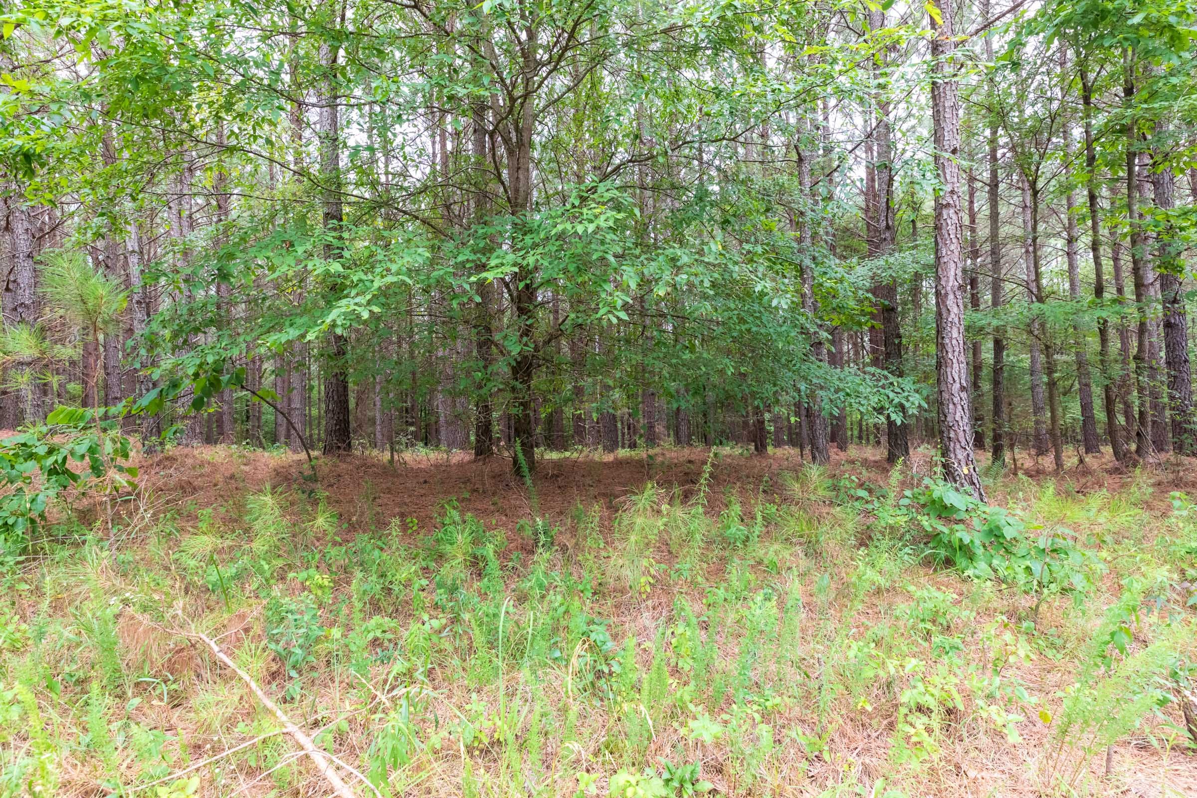 Whiskey Ridge Tract 35 photo 4