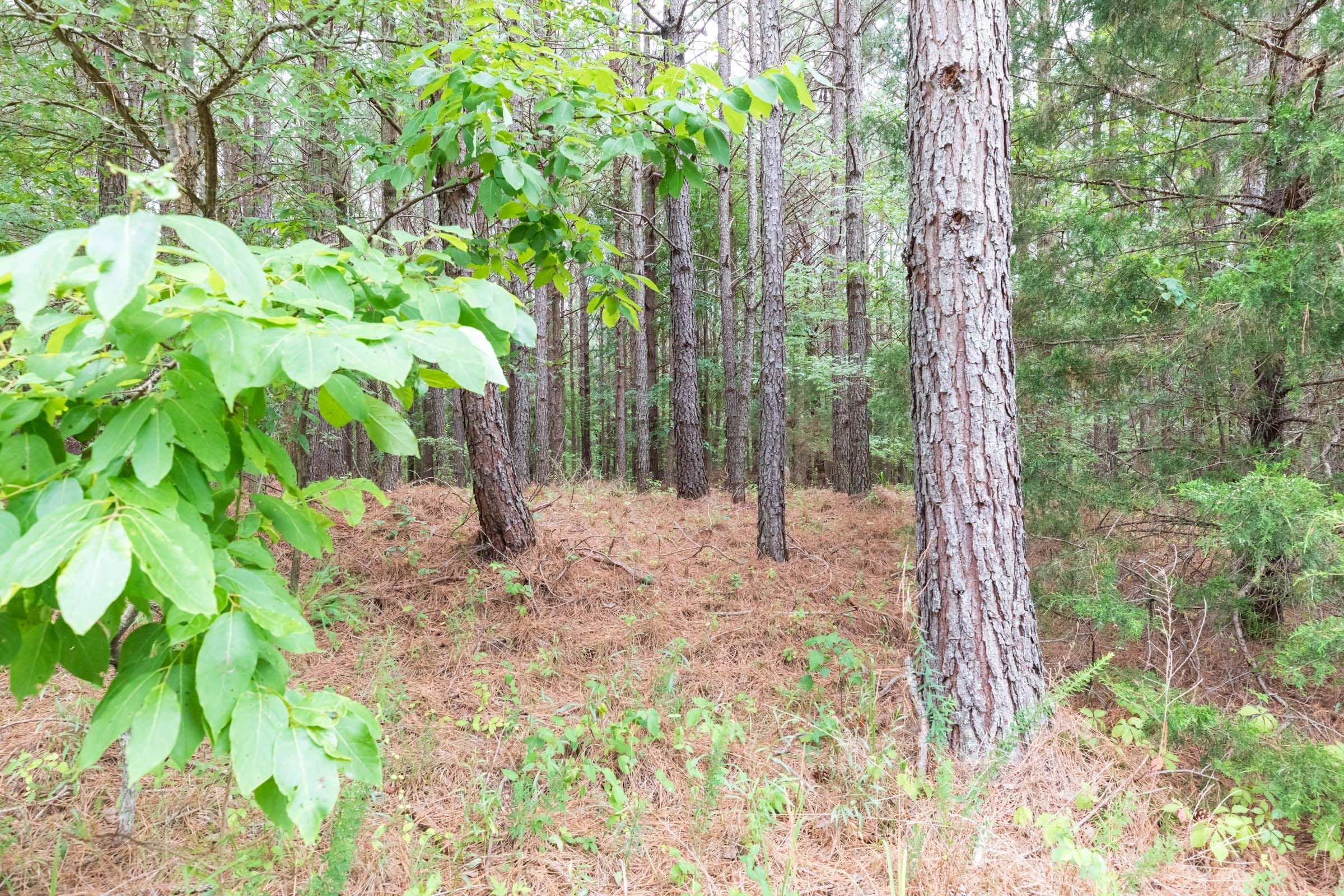 Whiskey Ridge Tract 35 photo 3