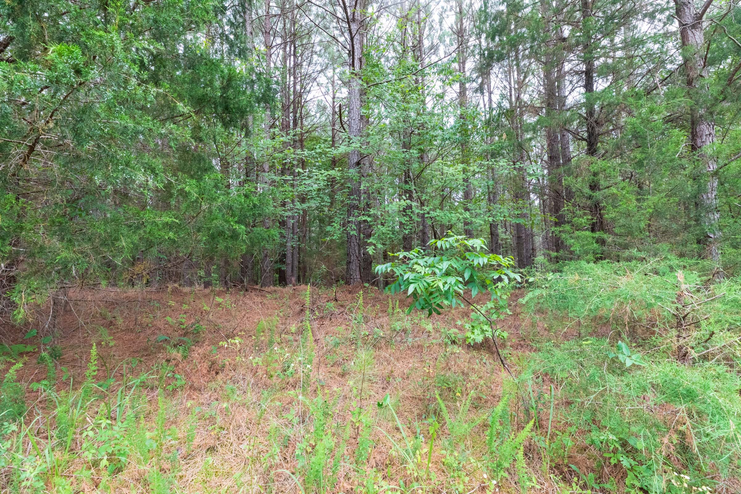 Whiskey Ridge Tract 35 photo 6