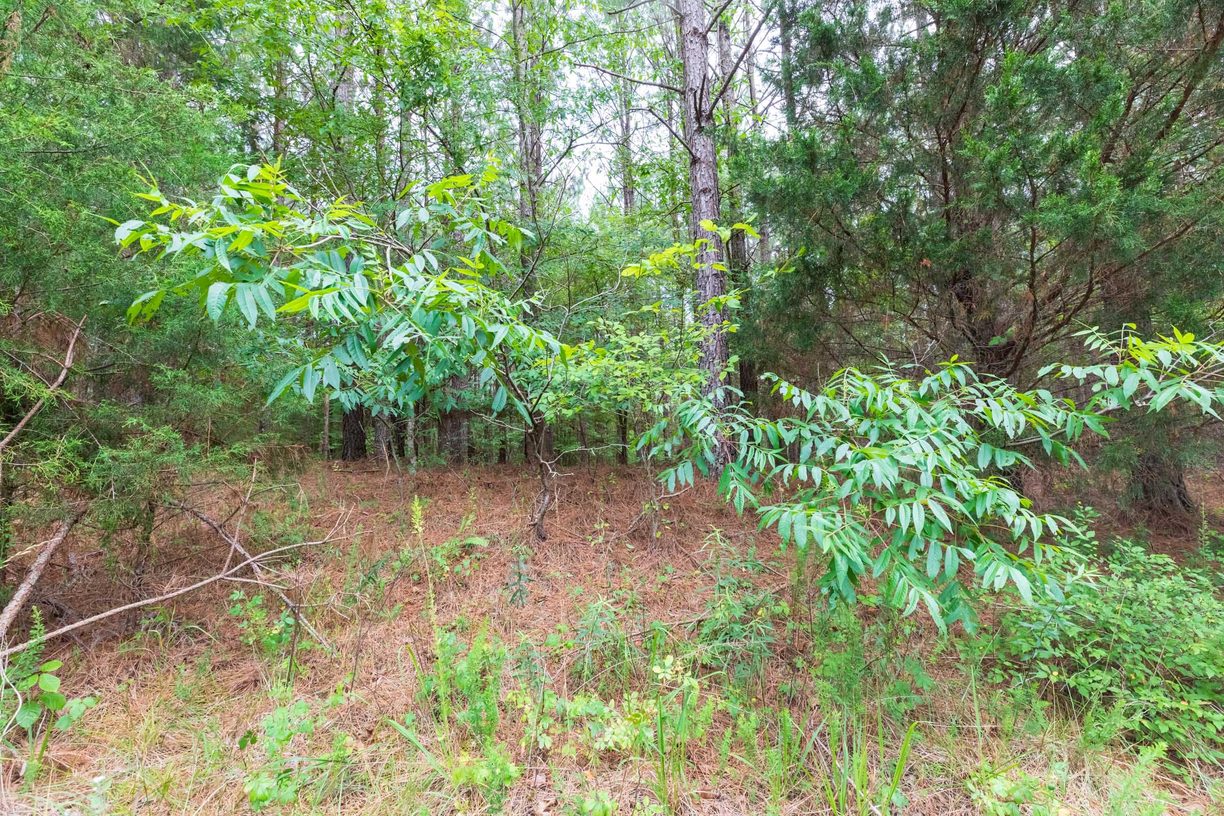 Whiskey Ridge Tract 35 photo 8
