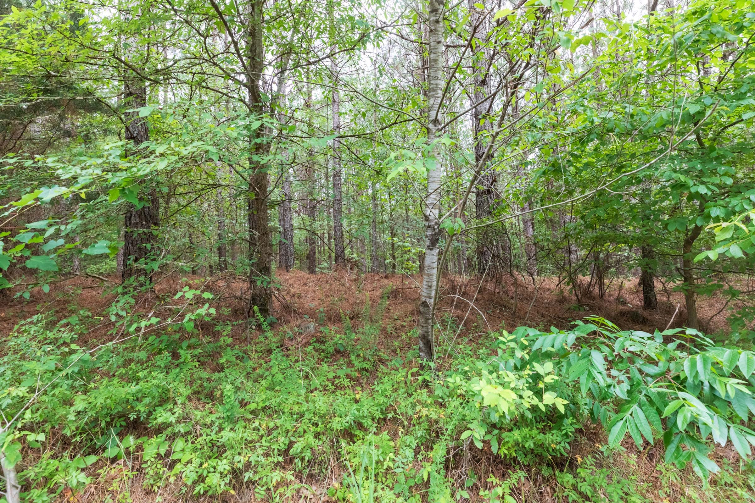 Whiskey Ridge Tract 35 photo 7