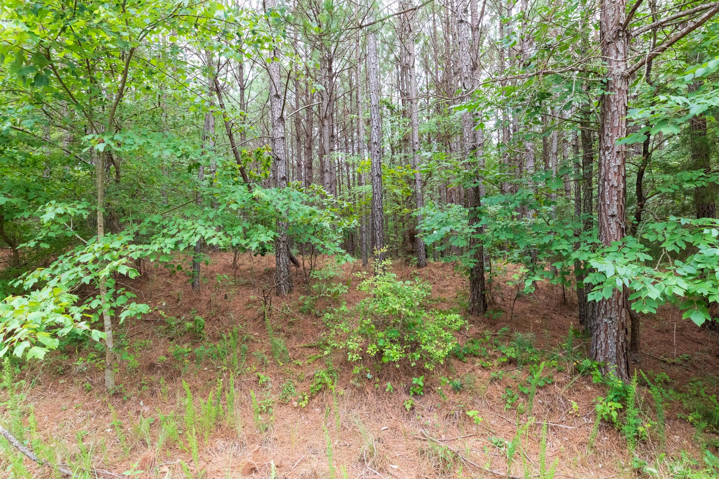 Whiskey Ridge Tract 35 photo 9