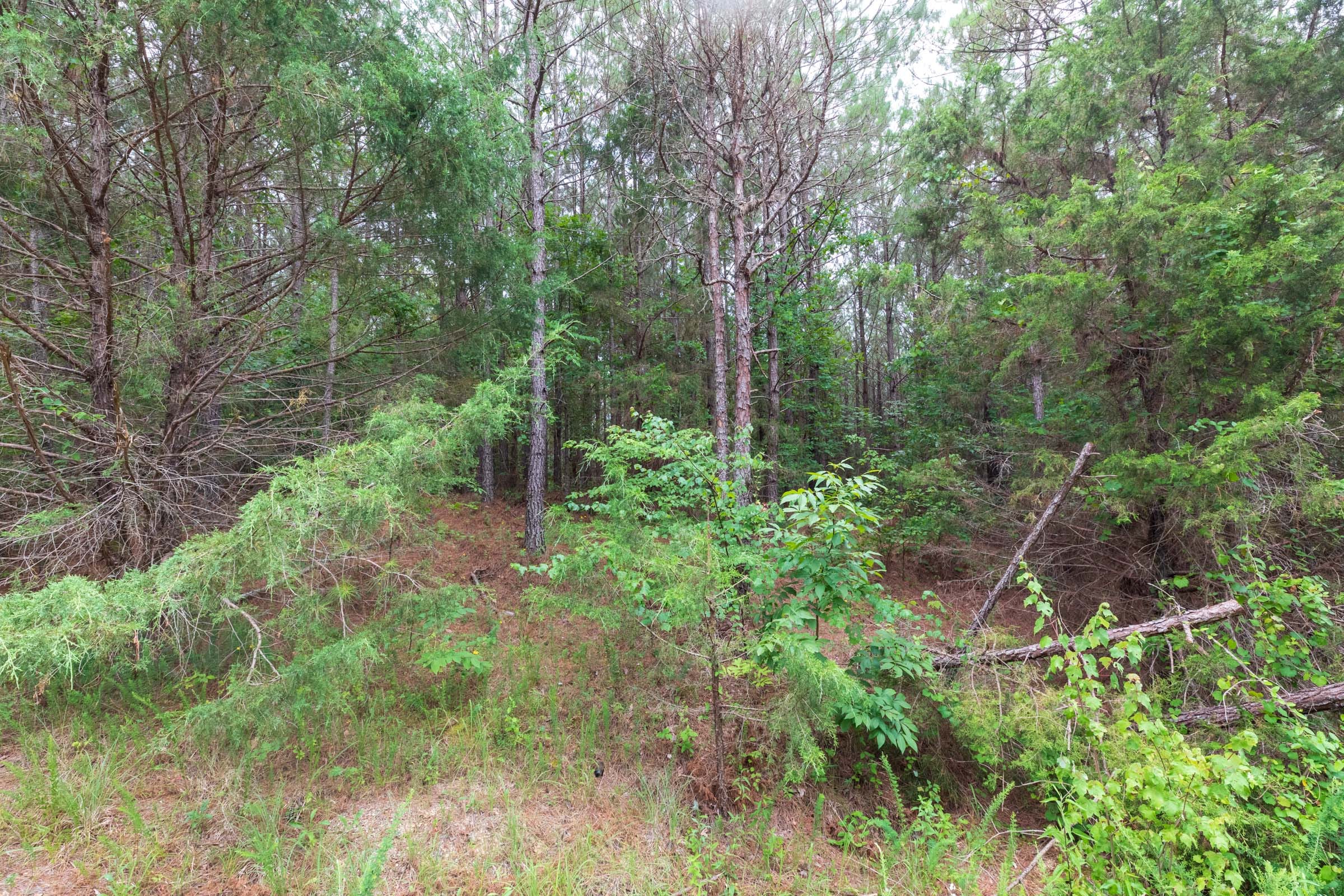 Whiskey Ridge Tract 35 photo 10