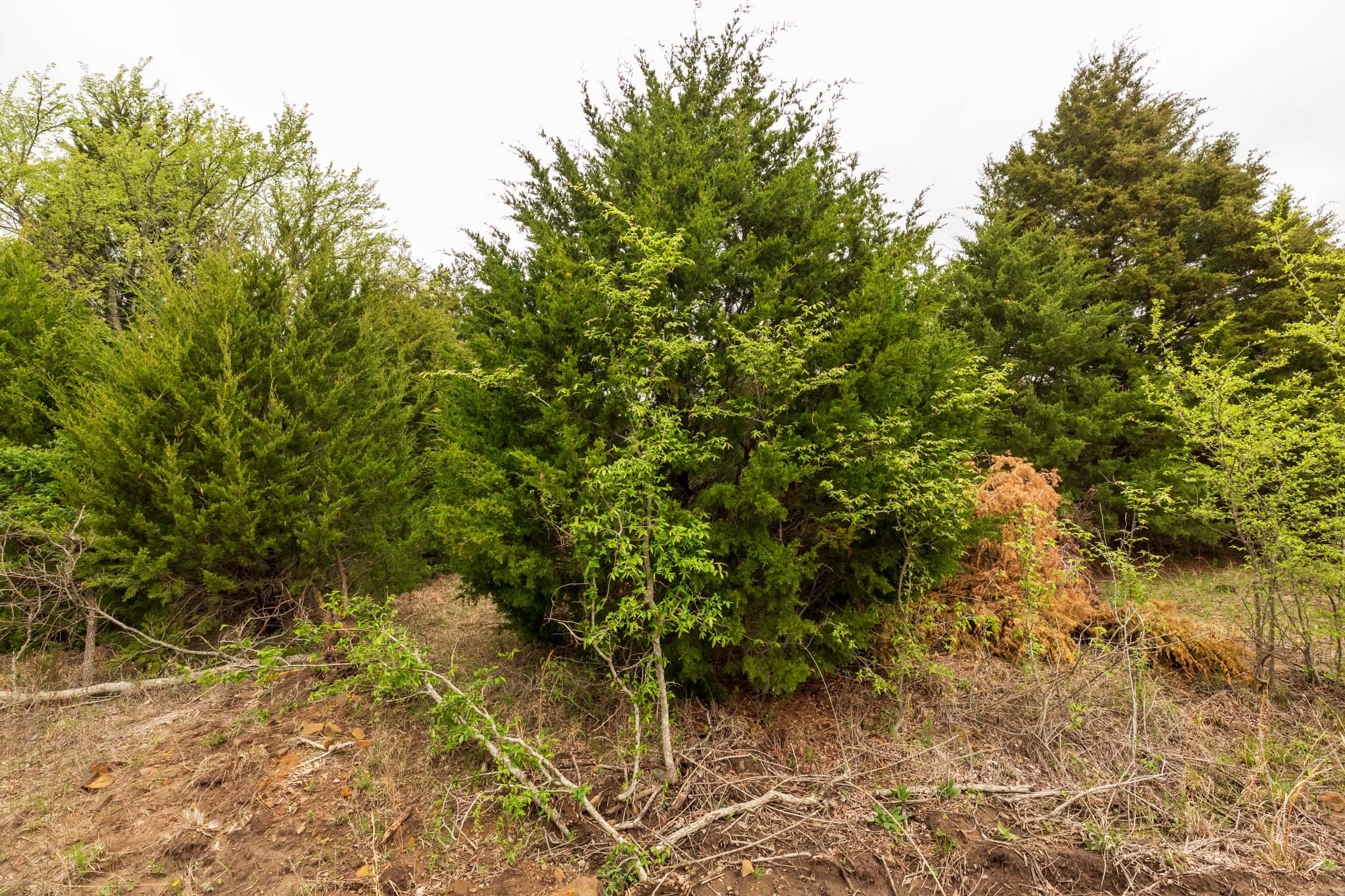 Moonrise Meadows Tract 18 photo 4