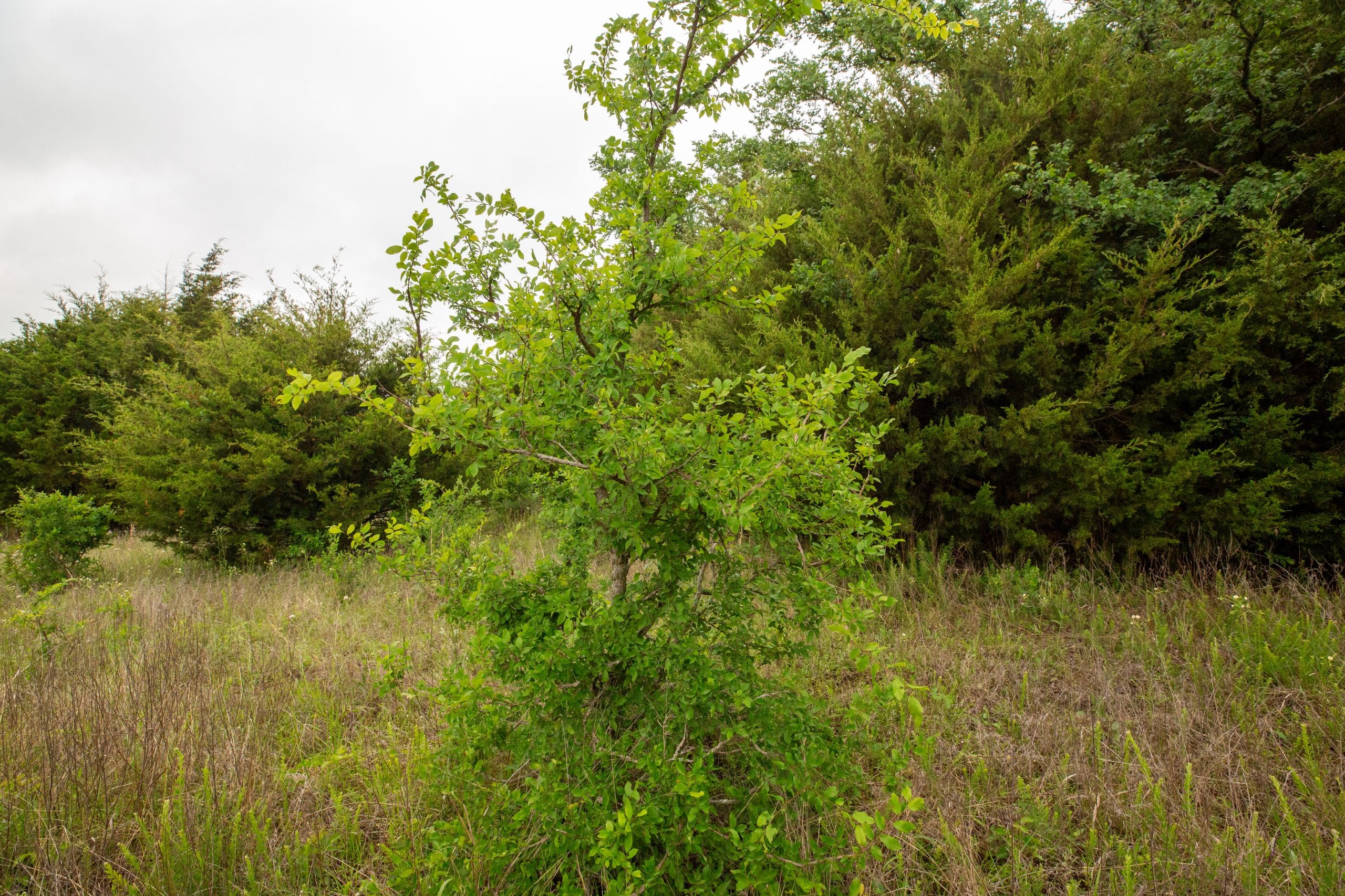 Moonrise Meadows Tract 18 photo 19