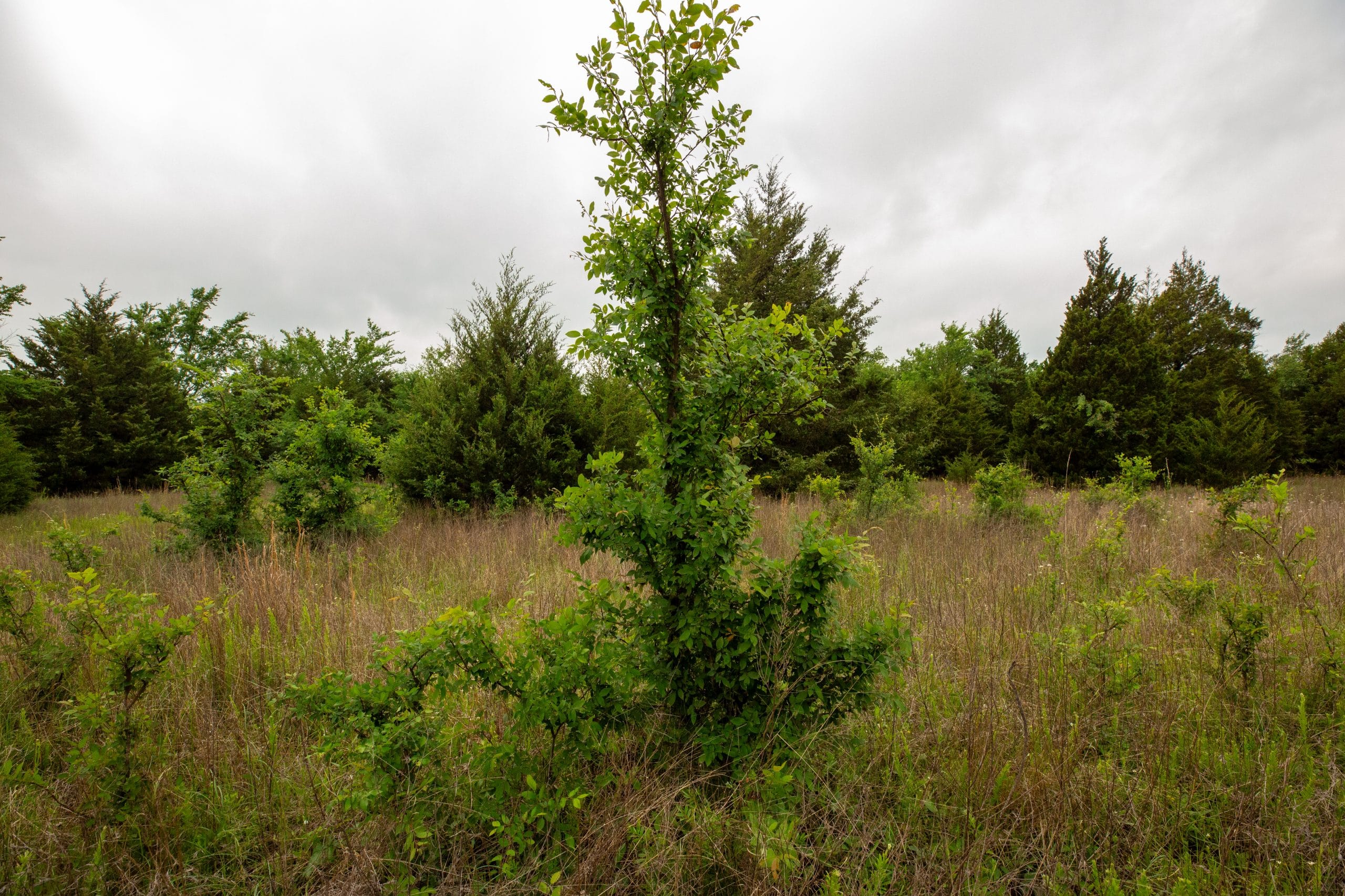Moonrise Meadows Tract 18 photo 20