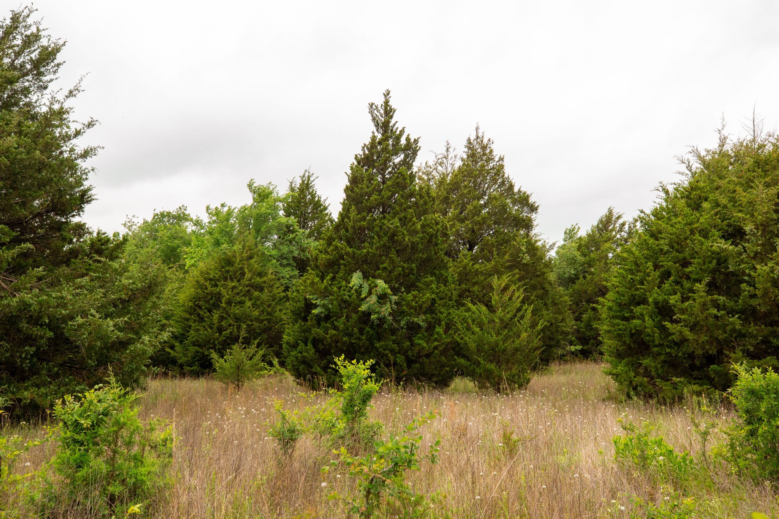 Moonrise Meadows Tract 18 photo 21