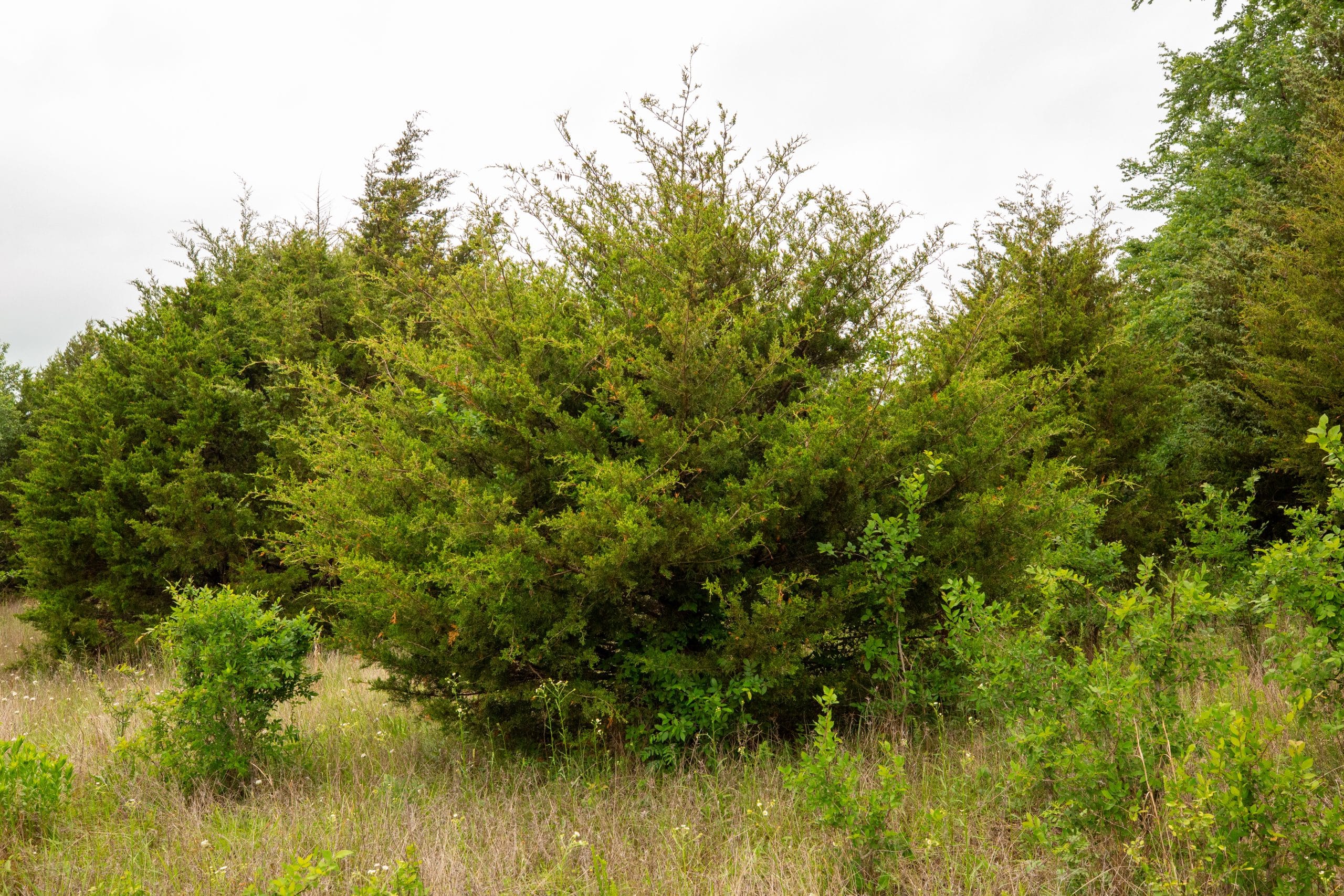 Moonrise Meadows Tract 18 photo 22