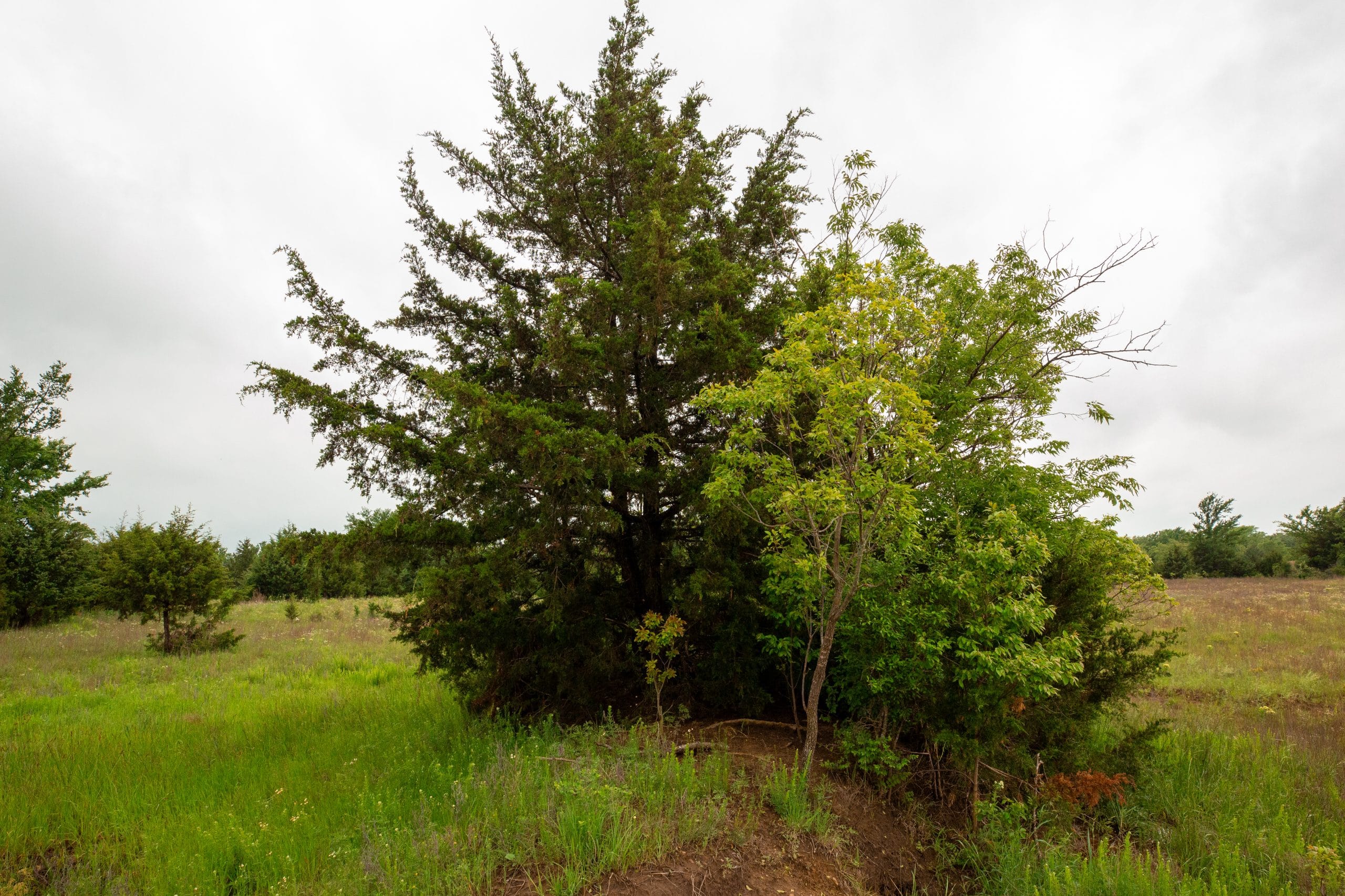 Moonrise Meadows Tract 18 photo 24