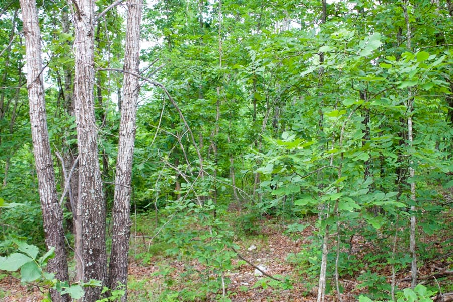 Thunder Mountain Ranch Tract 27 photo 1