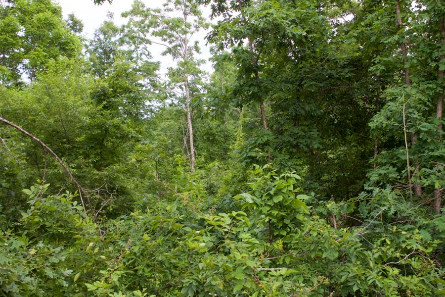 Thunder Mountain Ranch Tract 27 photo 3