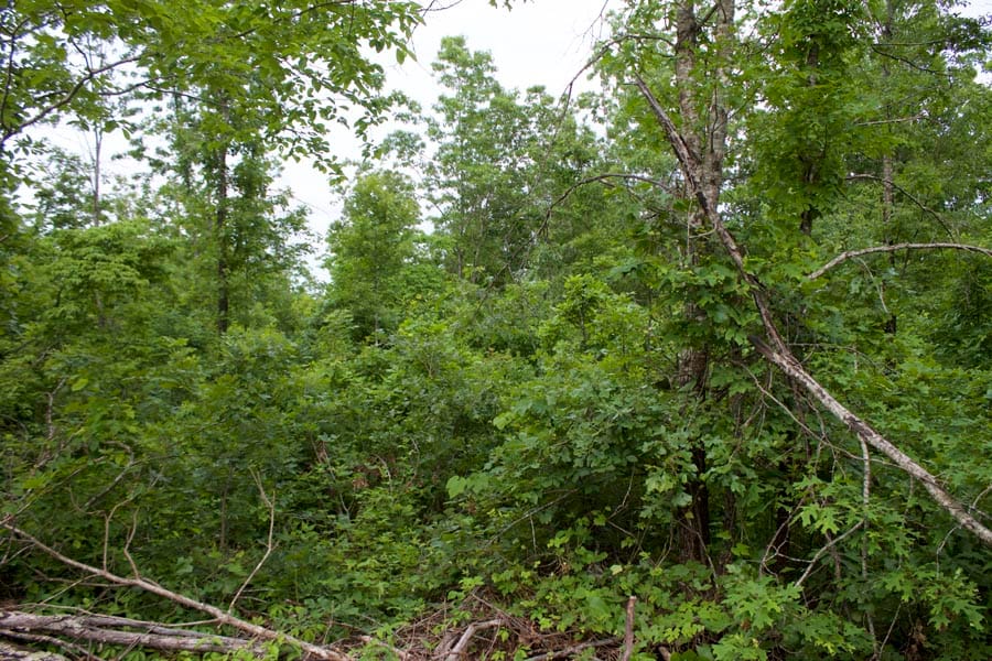 Thunder Mountain Ranch Tract 27 photo 6