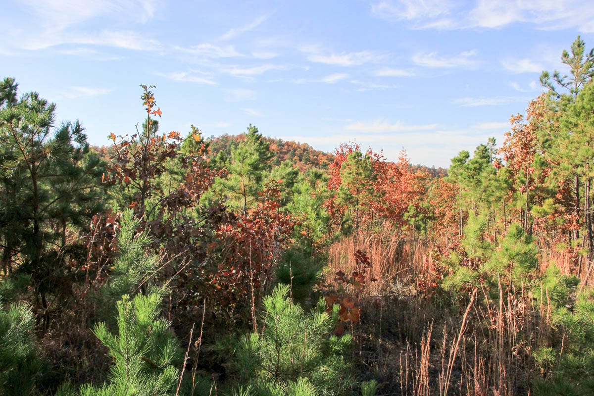 Stone Creek Phase III Tract 11 photo 6