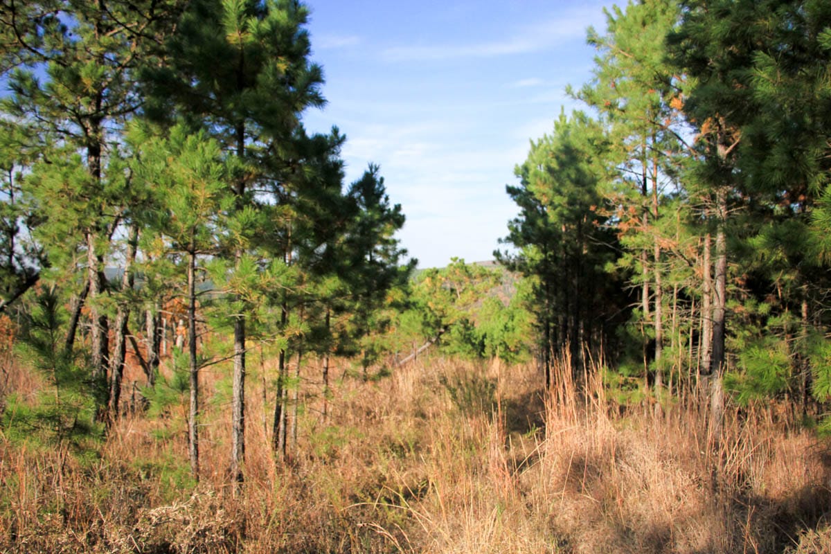 Stone Creek Phase III Tract 11 photo 13