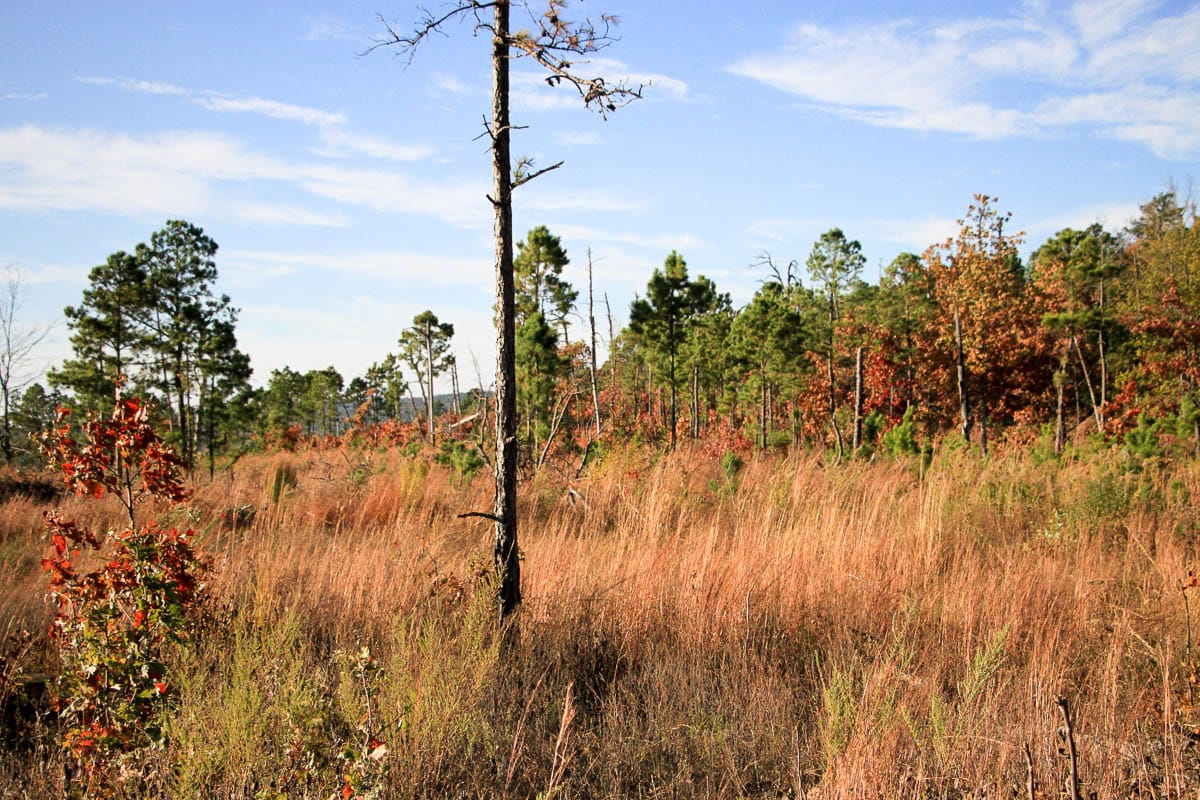 Stone Creek Phase III Tract 11 photo 17