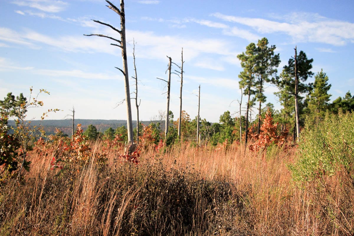 Stone Creek Phase III Tract 11 photo 18