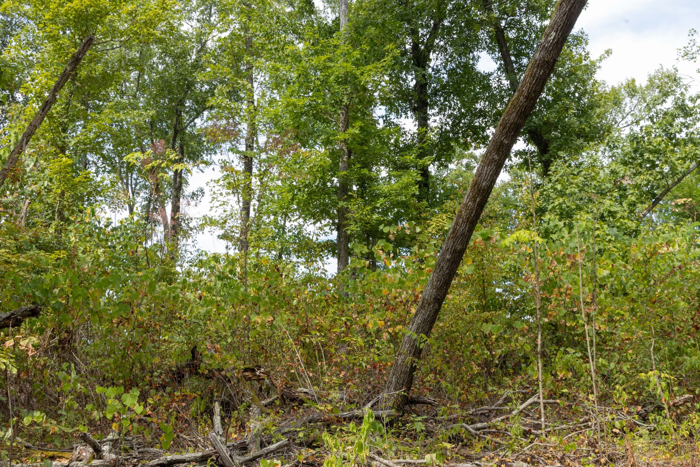 Big White Oak Tract 78 photo 6