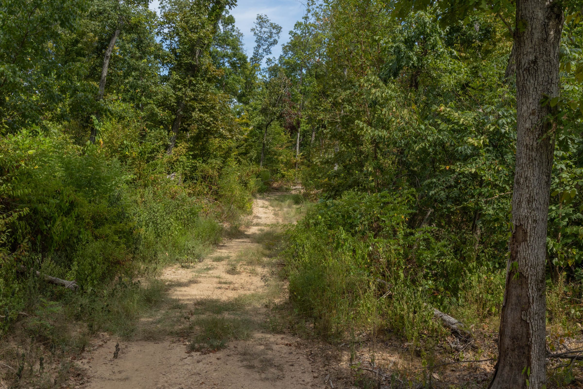 Big White Oak Tract 78 photo 5