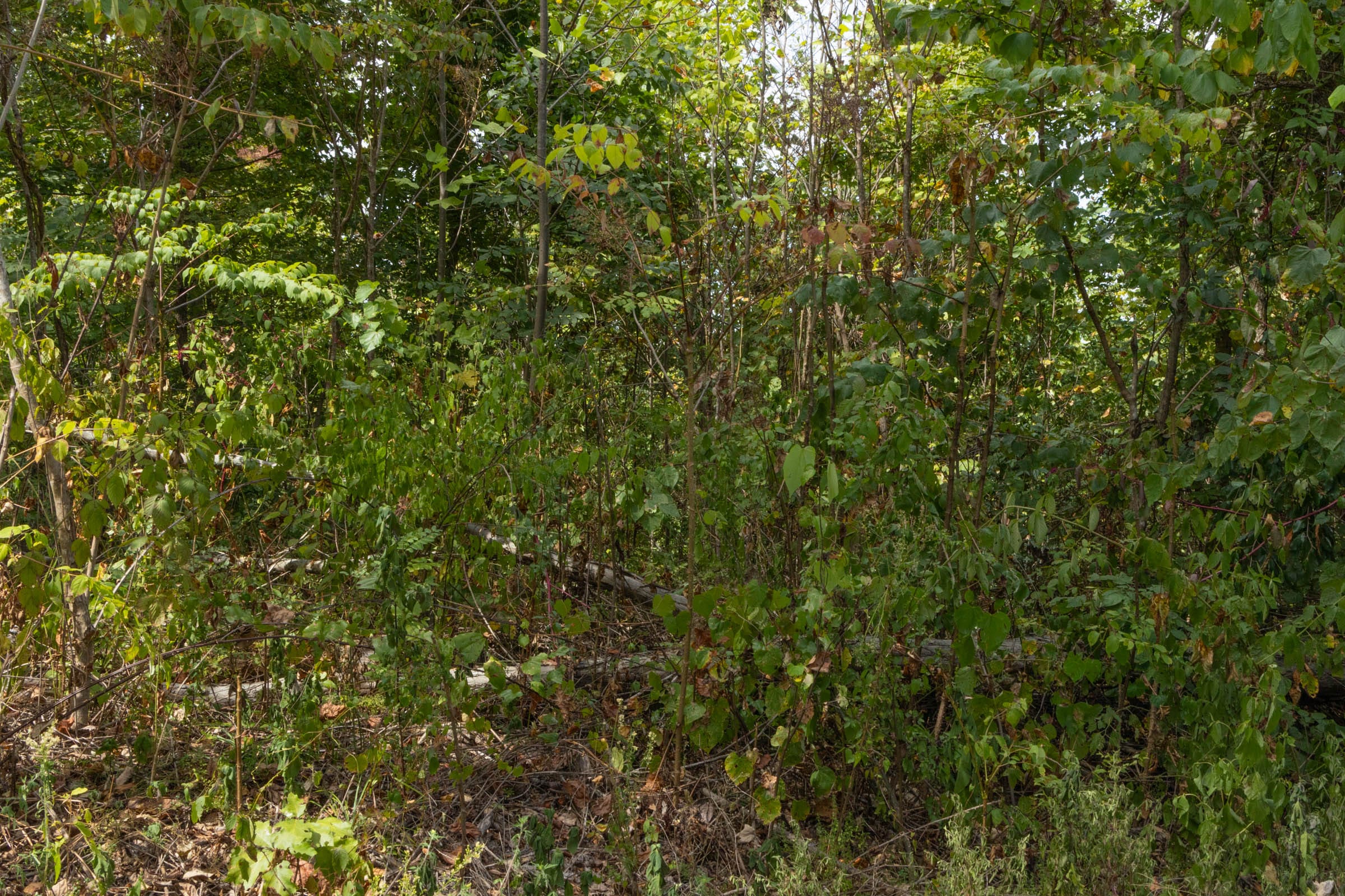 Big White Oak Tract 78 photo 2