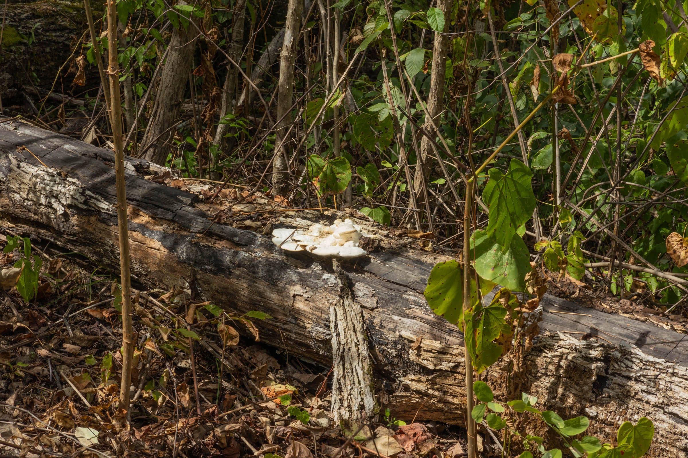 Big White Oak Tract 78 photo 3