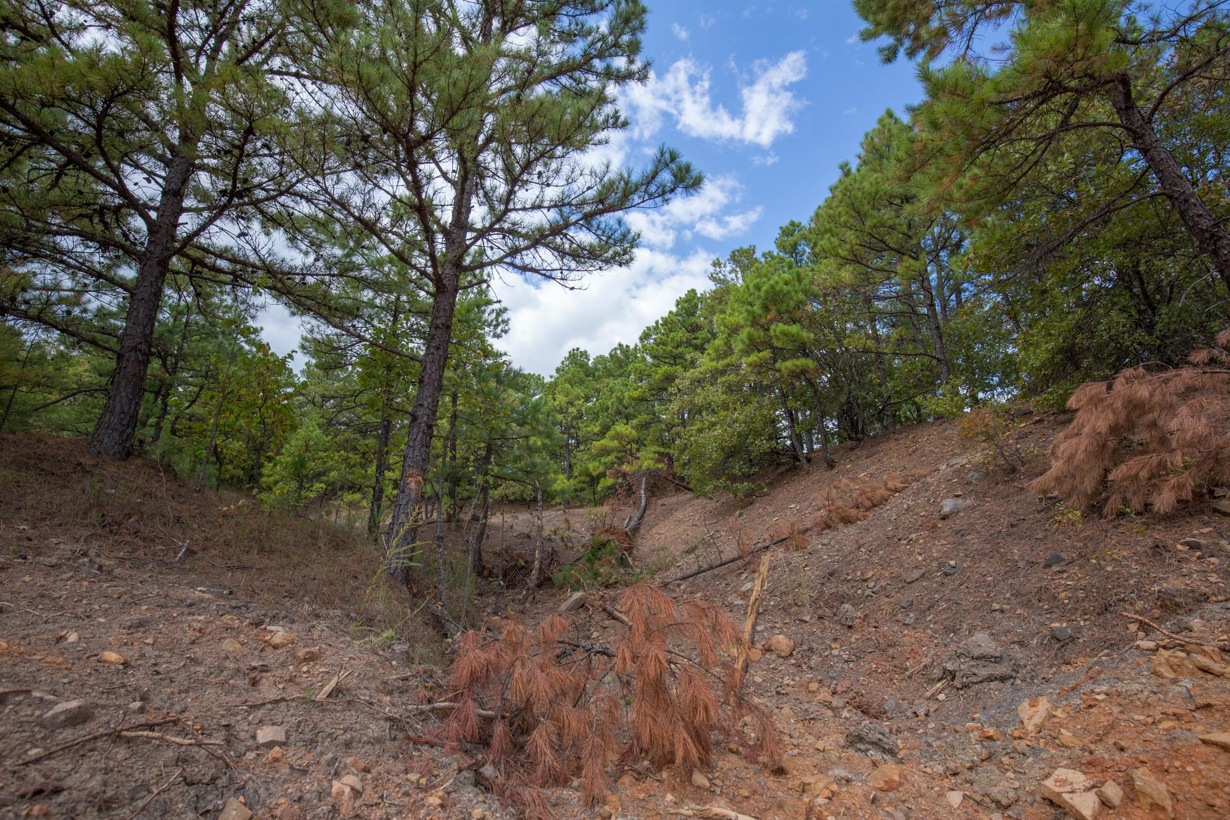 Stone Bridge Phase I Tract 44 photo 6