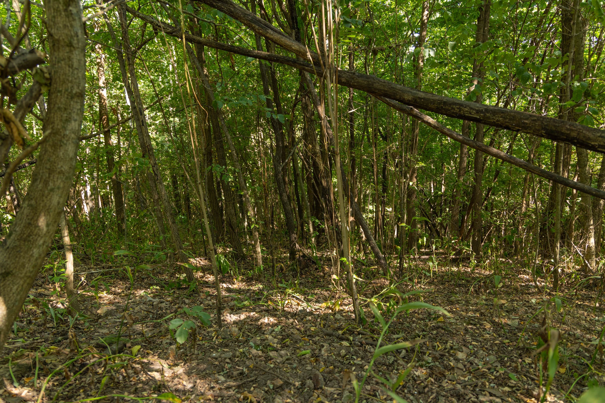Big White Oak Tract 112 photo 22