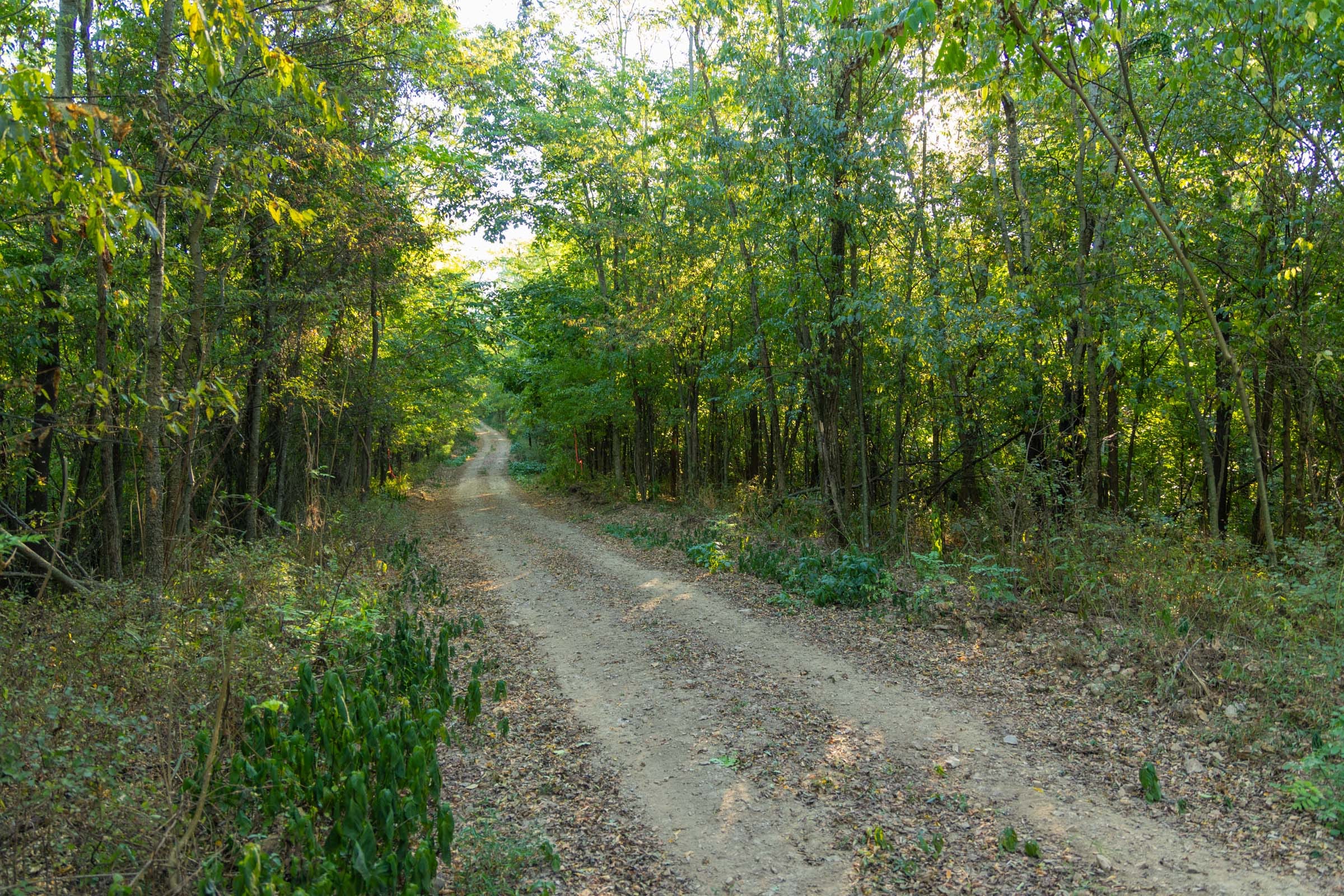 Big White Oak Tract 112 photo 21