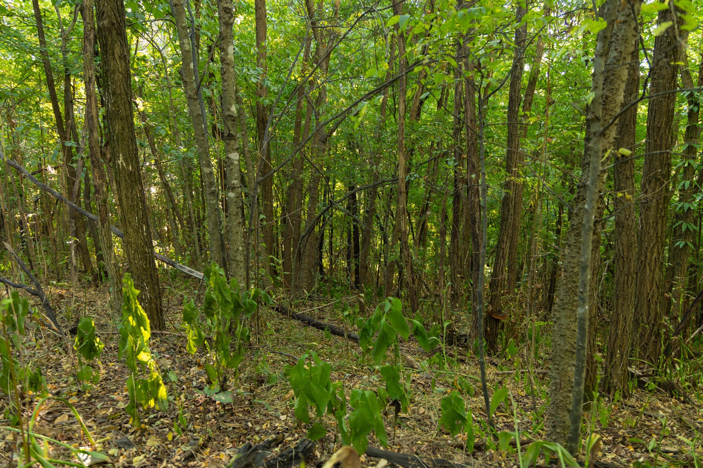 Big White Oak Tract 112 photo 20