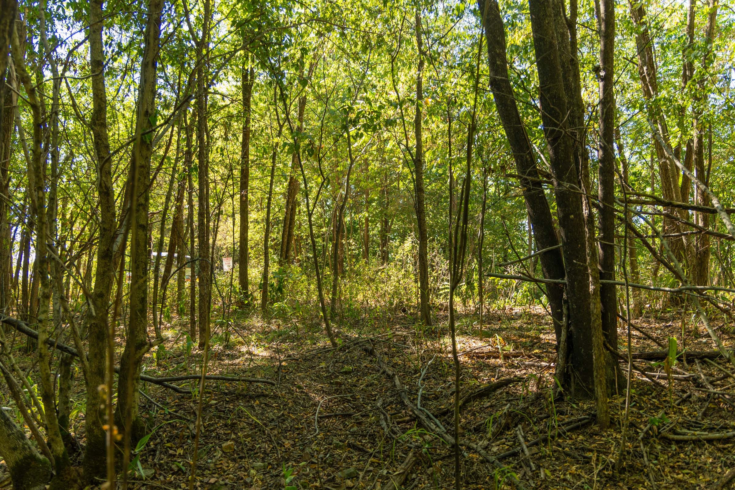 Big White Oak Tract 112 photo 19