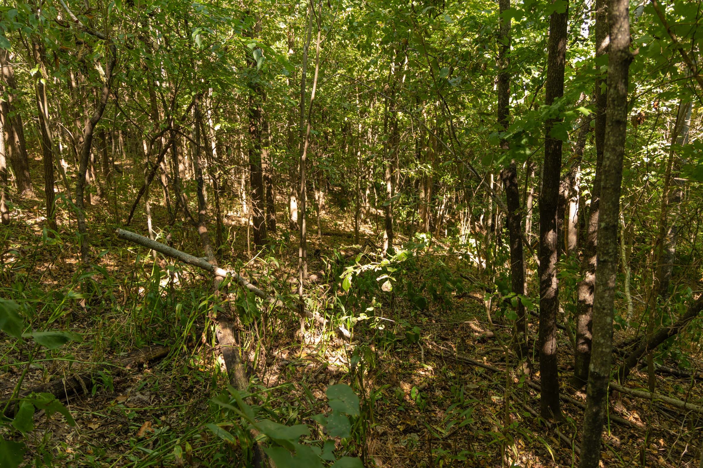 Big White Oak Tract 112 photo 18